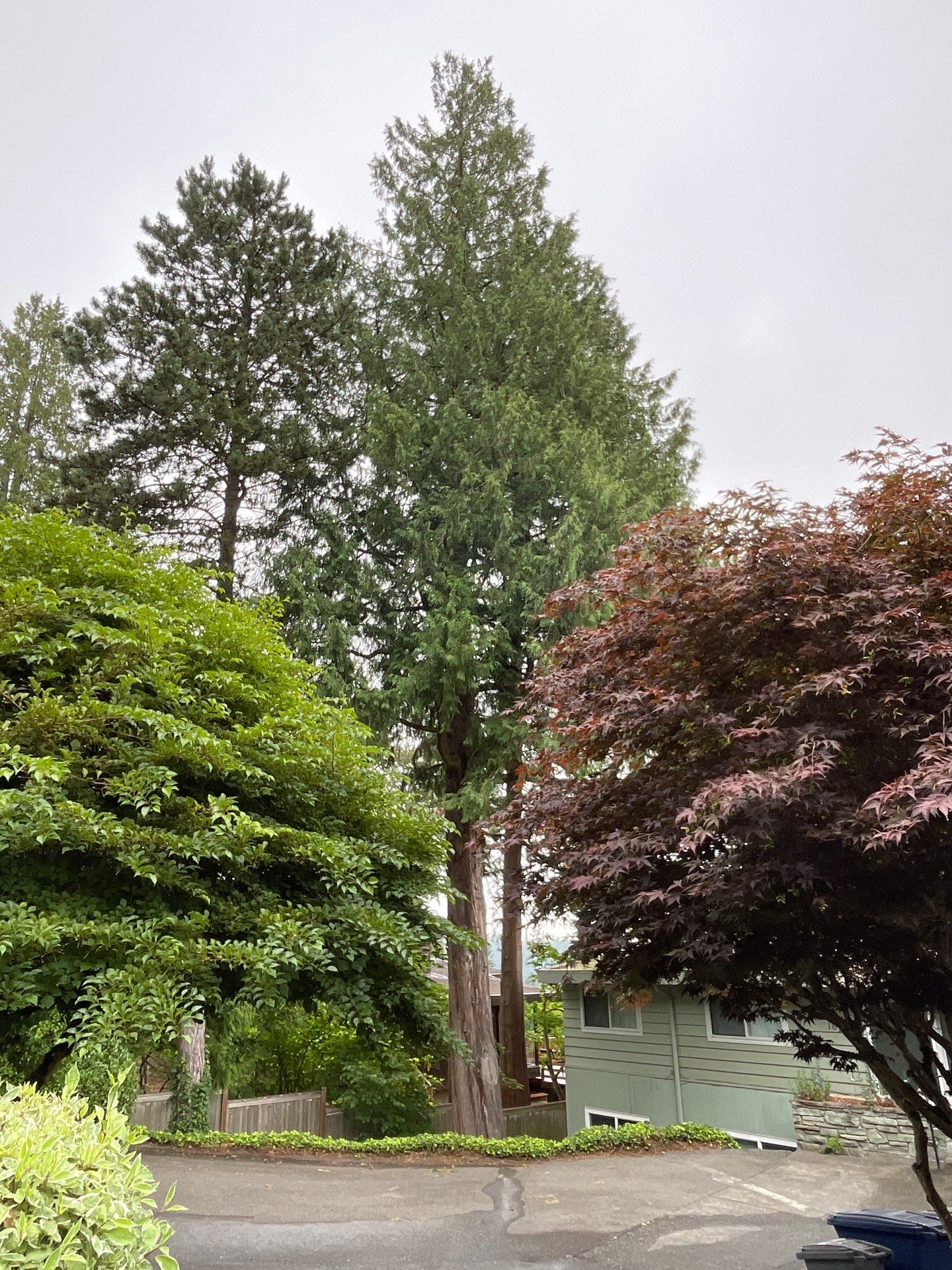 🌿Tree Inventory Showcase – Lake Forest Park, WA by Sound Tree Care LLC