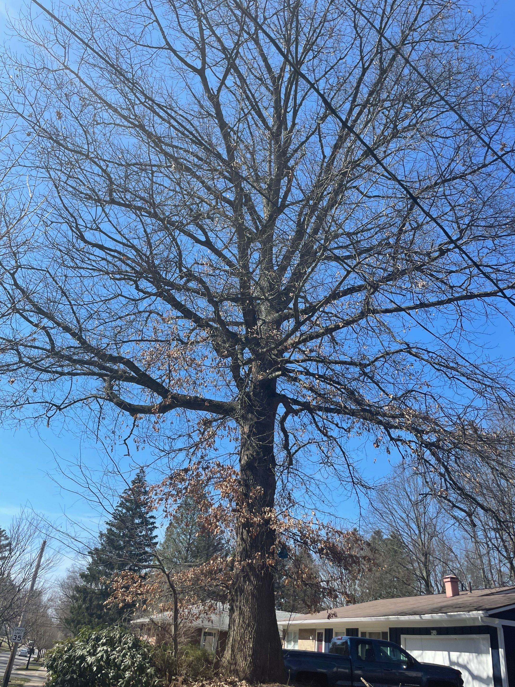 Tree Trimming using Tree Pruing by Mike Jones & Sons Tree Service LLC 