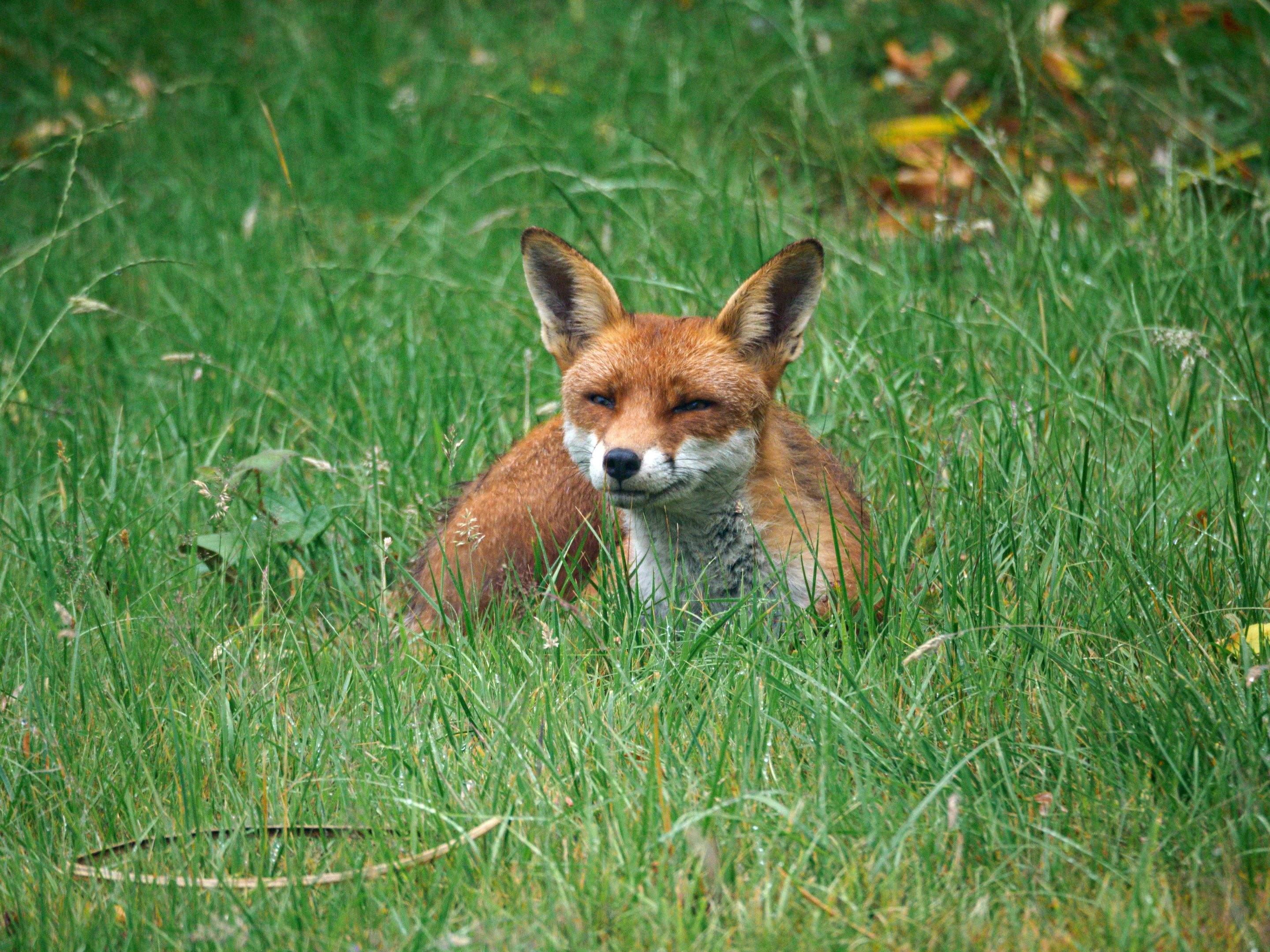Animals using Ruby by CompanyCam