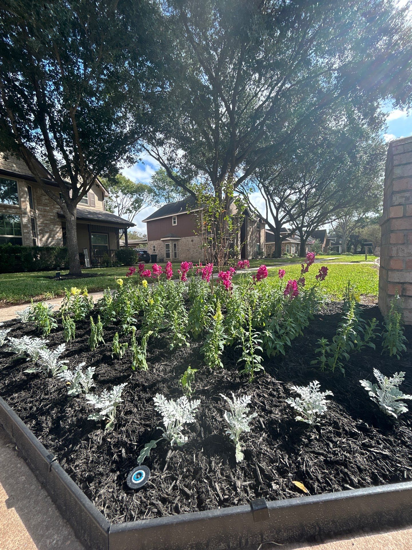 🌿 Torey’s Front Yard Transformation by Texas Urban Elements