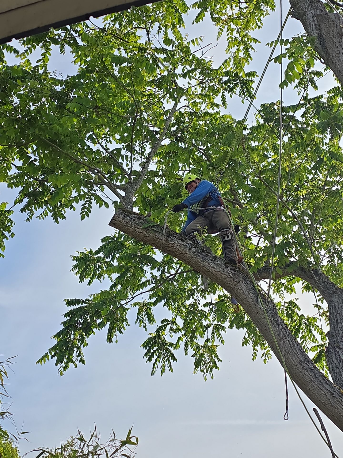Seattle Hazard Tree Removal by Sound Tree Care LLC