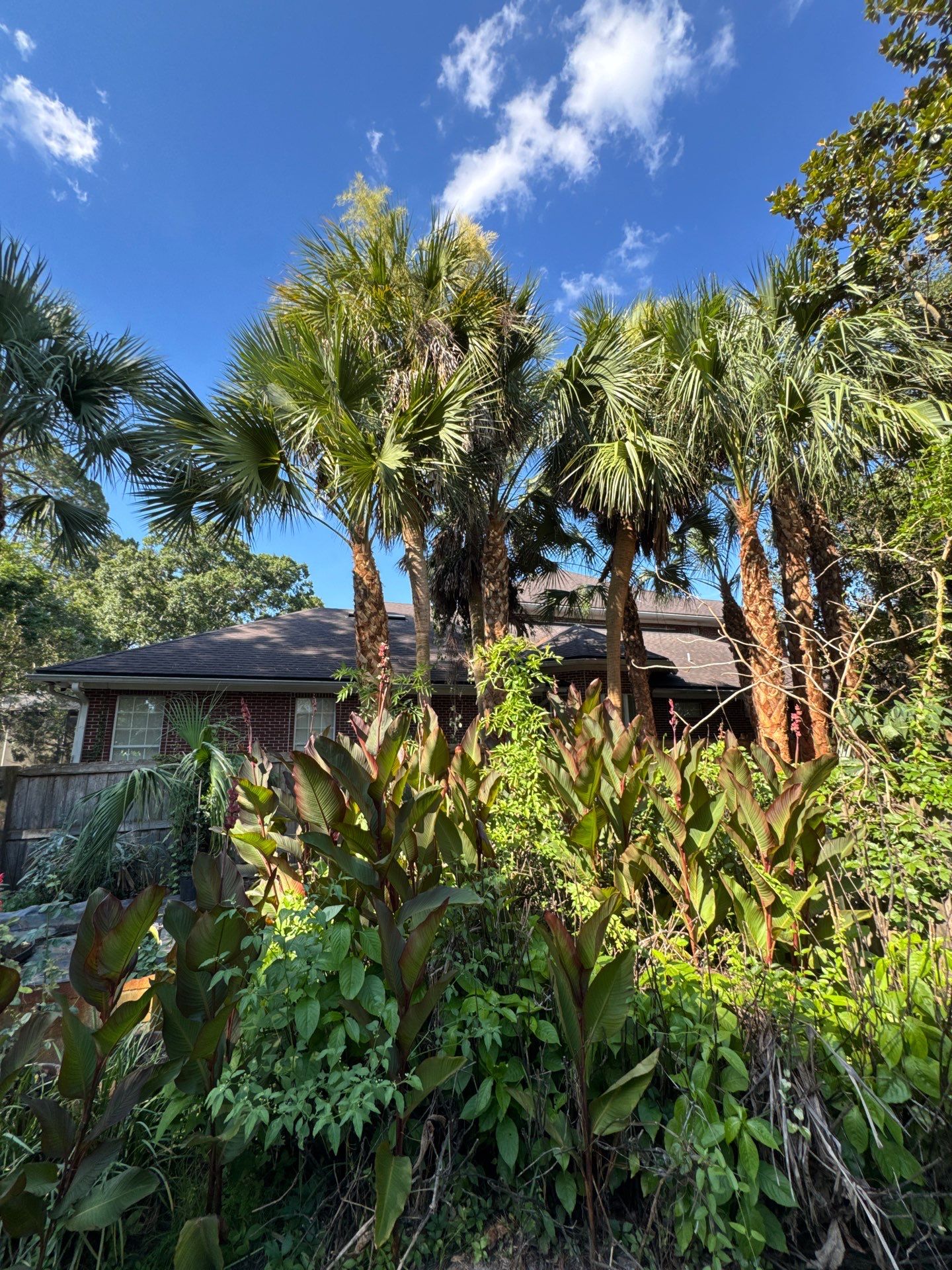 Deerwood Resident | Palm Tree Trimming & Booting by ProGreen Services