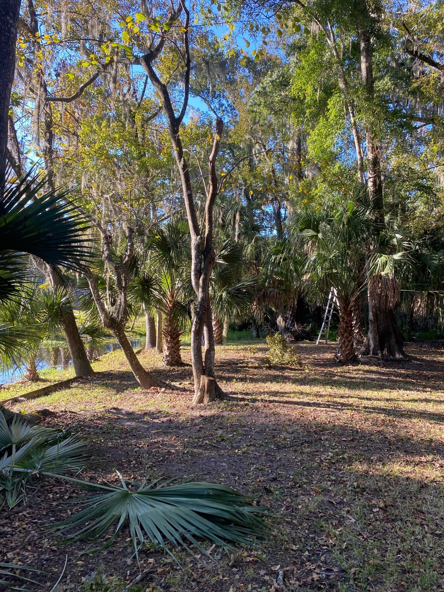 Deerwood Resident | Extreme Clean Up by ProGreen Services