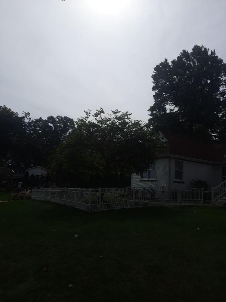 Tree Trimming using Tree Pruing by Mike Jones & Sons Tree Service LLC 