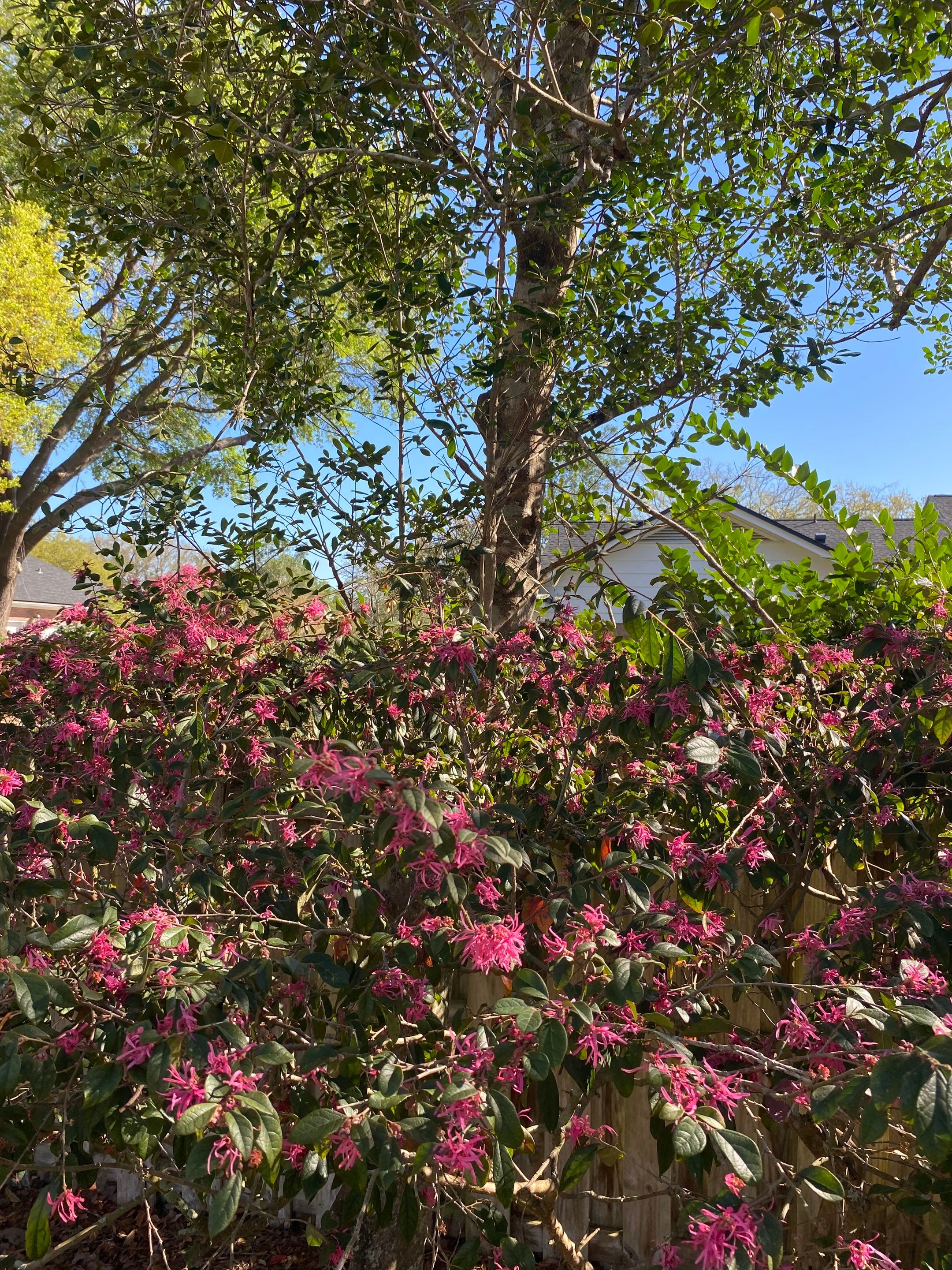 Deerwood Resident | Tree Service by ProGreen Services