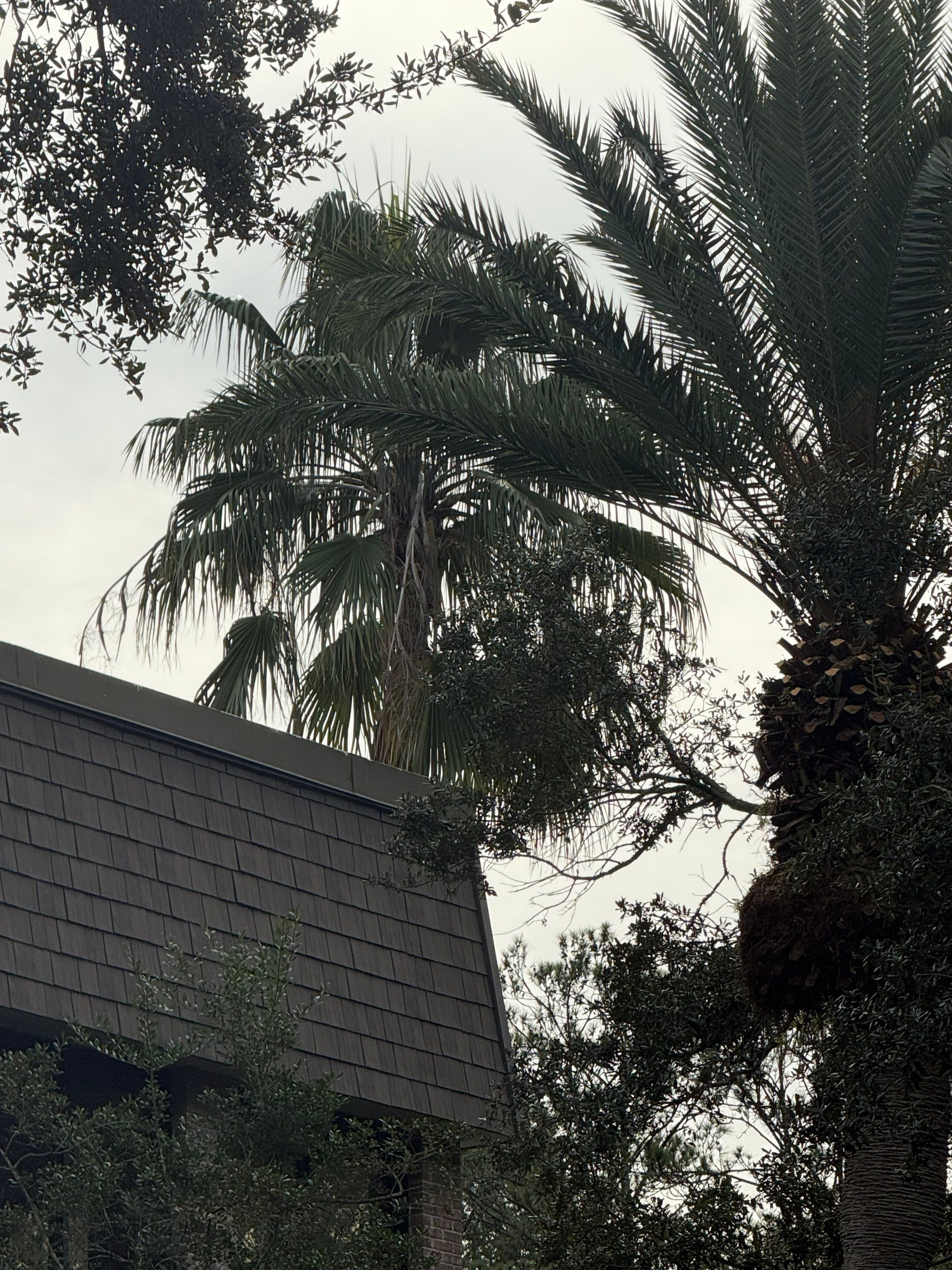 Volunteer Work | Episcopal High School of Jacksonville by ProGreen Services