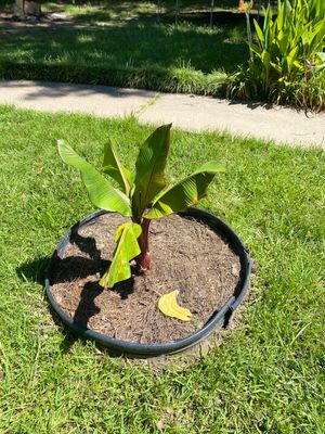 Weekly Landscaping 