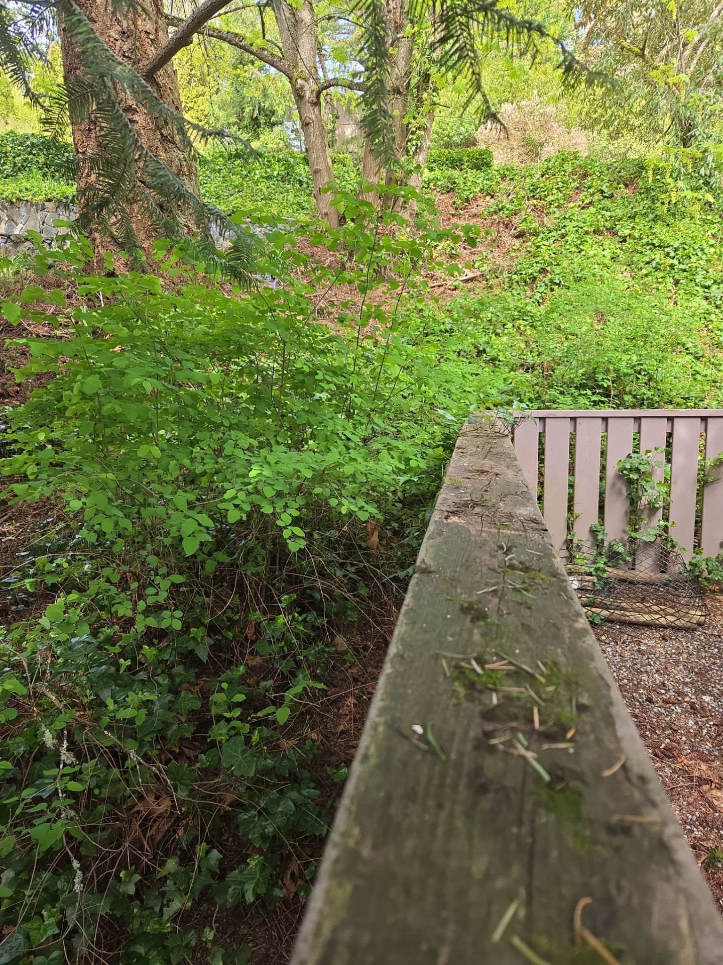 Rotten Fence Replacement – Seamless Integration with Existing Landscape by Habanero Garden and Exterior Care