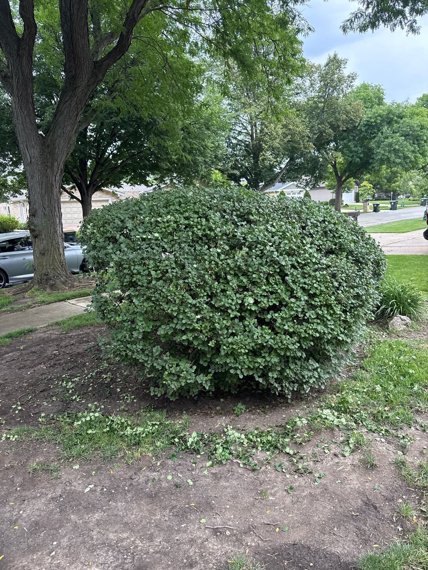 Alicia S. - Arlington Heights, IL by A&N
