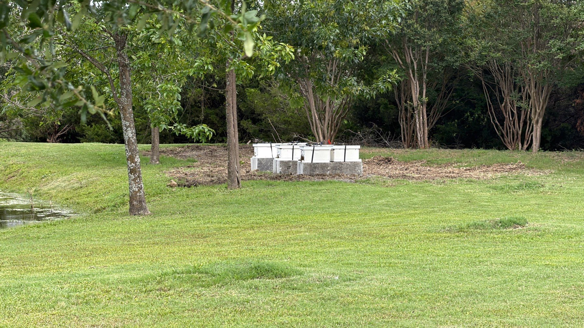 The Lion and the Lamb Apiary by Rockwall Honey Bee Company