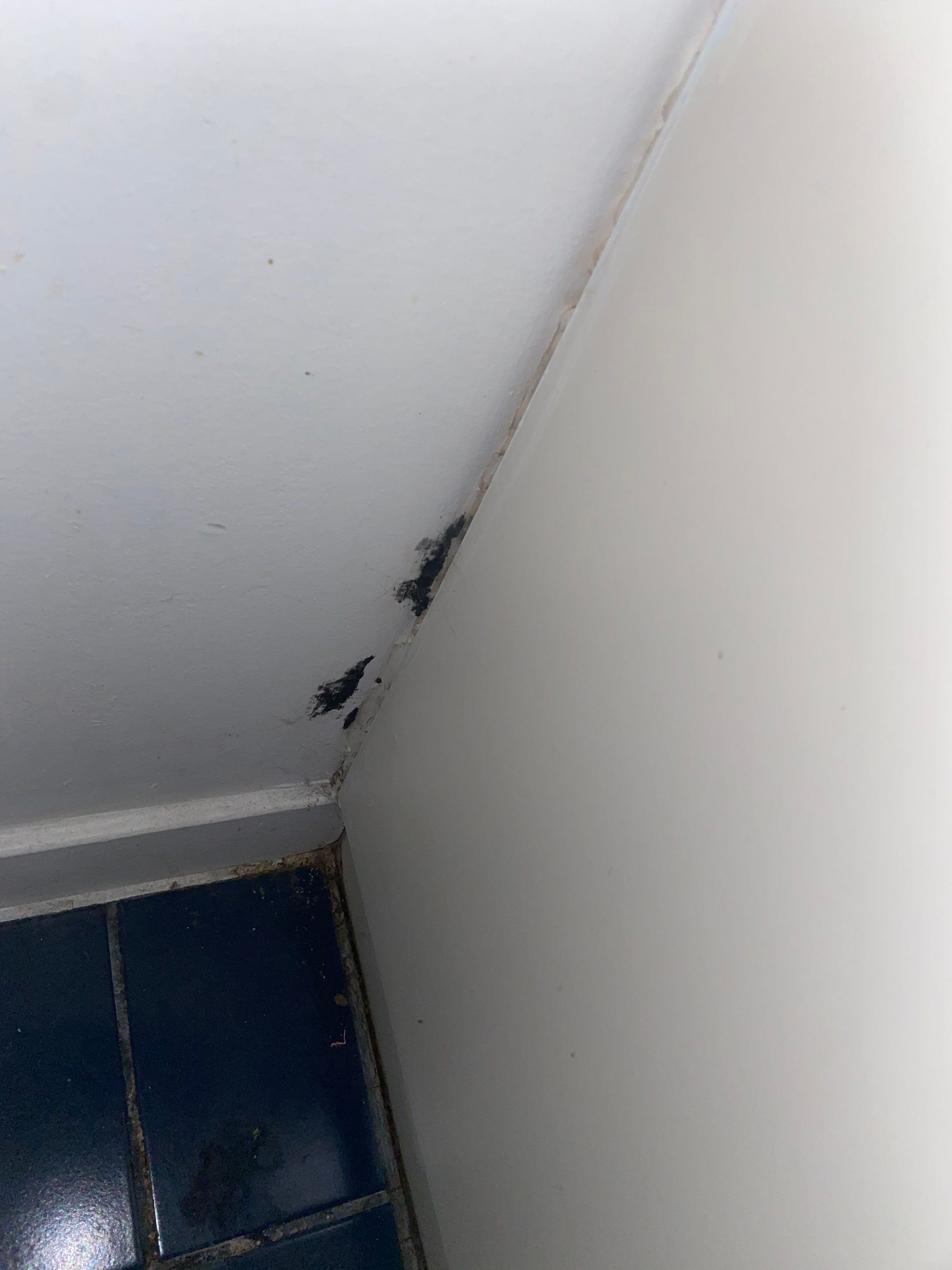 Ceiling Repair by YVR Construction Group