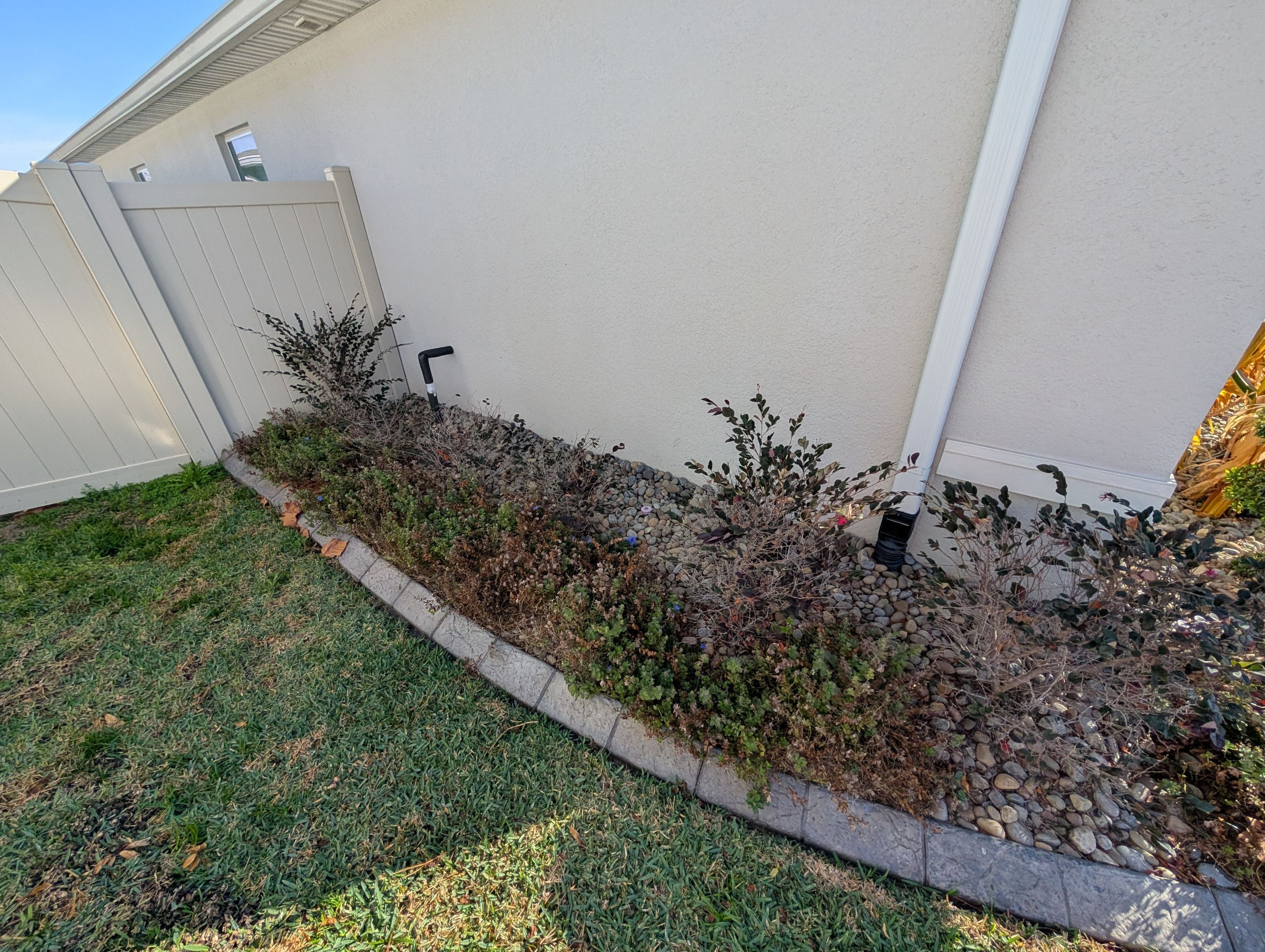 Cold Damage Plant Removal & Landscape Cleanup by
M.A.B. Landscaping & Property Maintenance