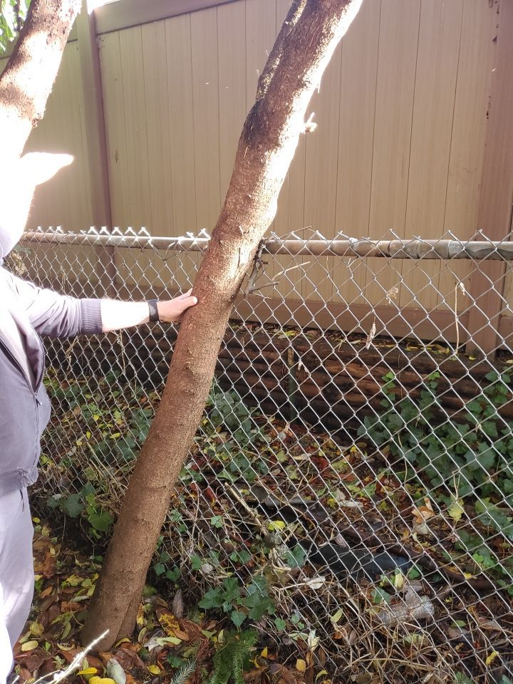 Tree Removal using Tree Removal by Mike Jones & Sons Tree Service LLC 