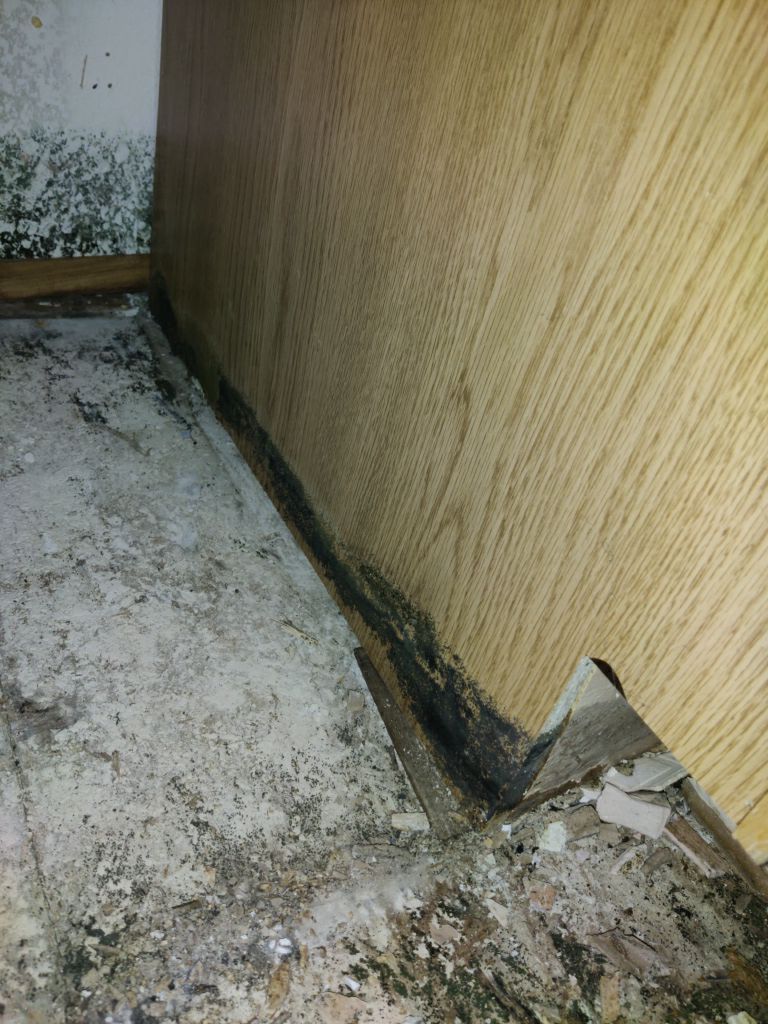 Mold Remediation in Kitchen by Accountable Home Services