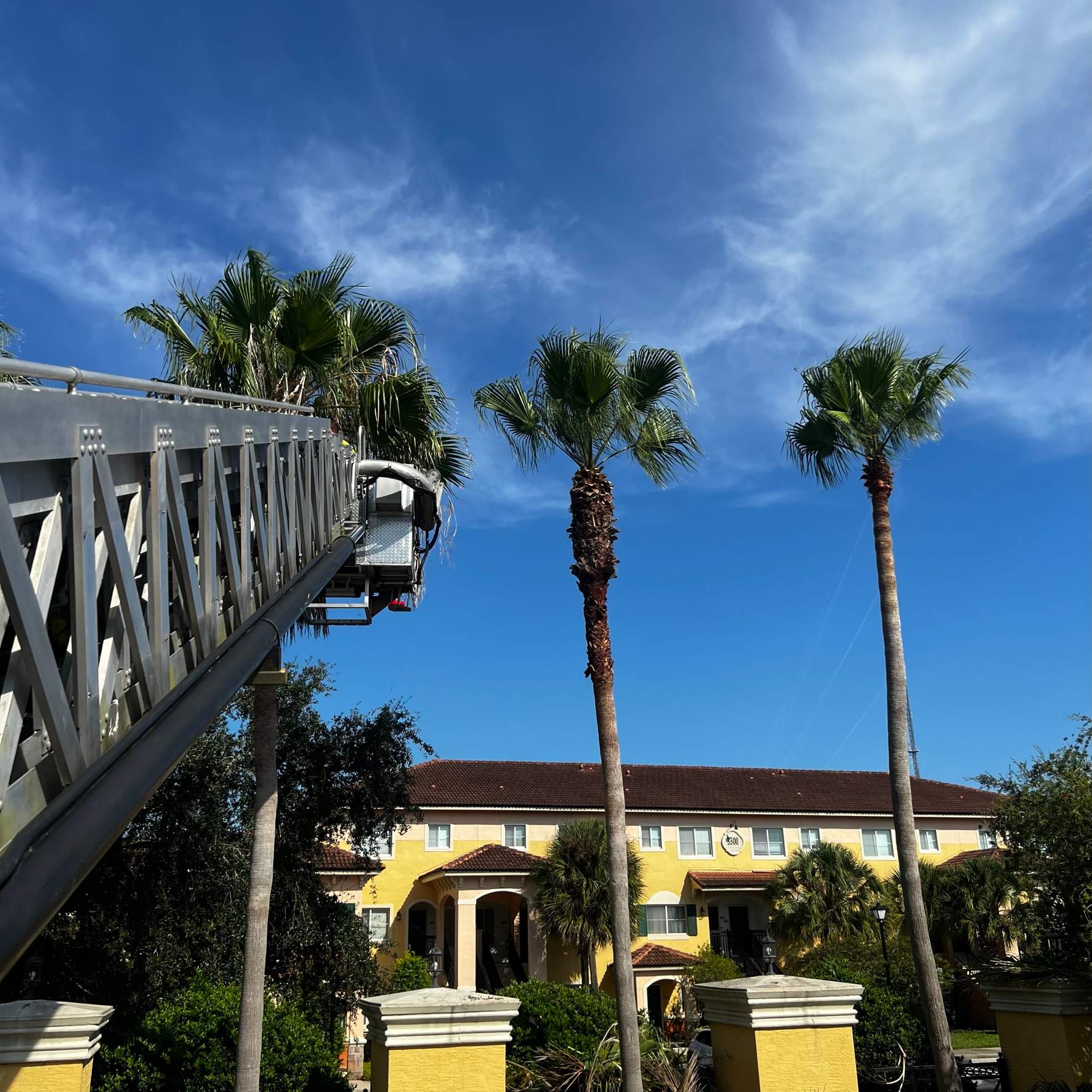 Palm Tree Trimming | IL Villagio Condominiums by ProGreen Services