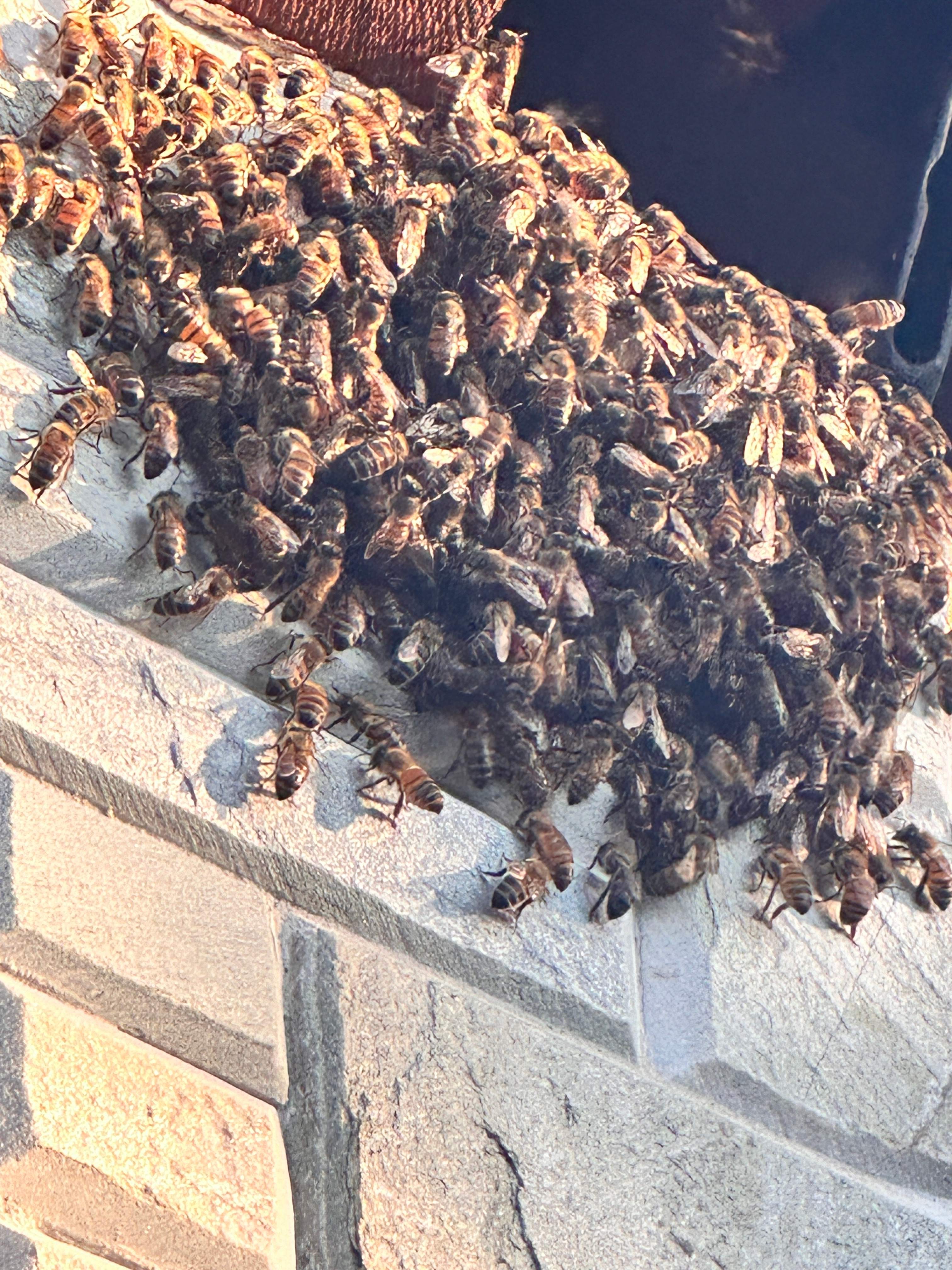 Scary Pergola by Rockwall Honey Bee Company