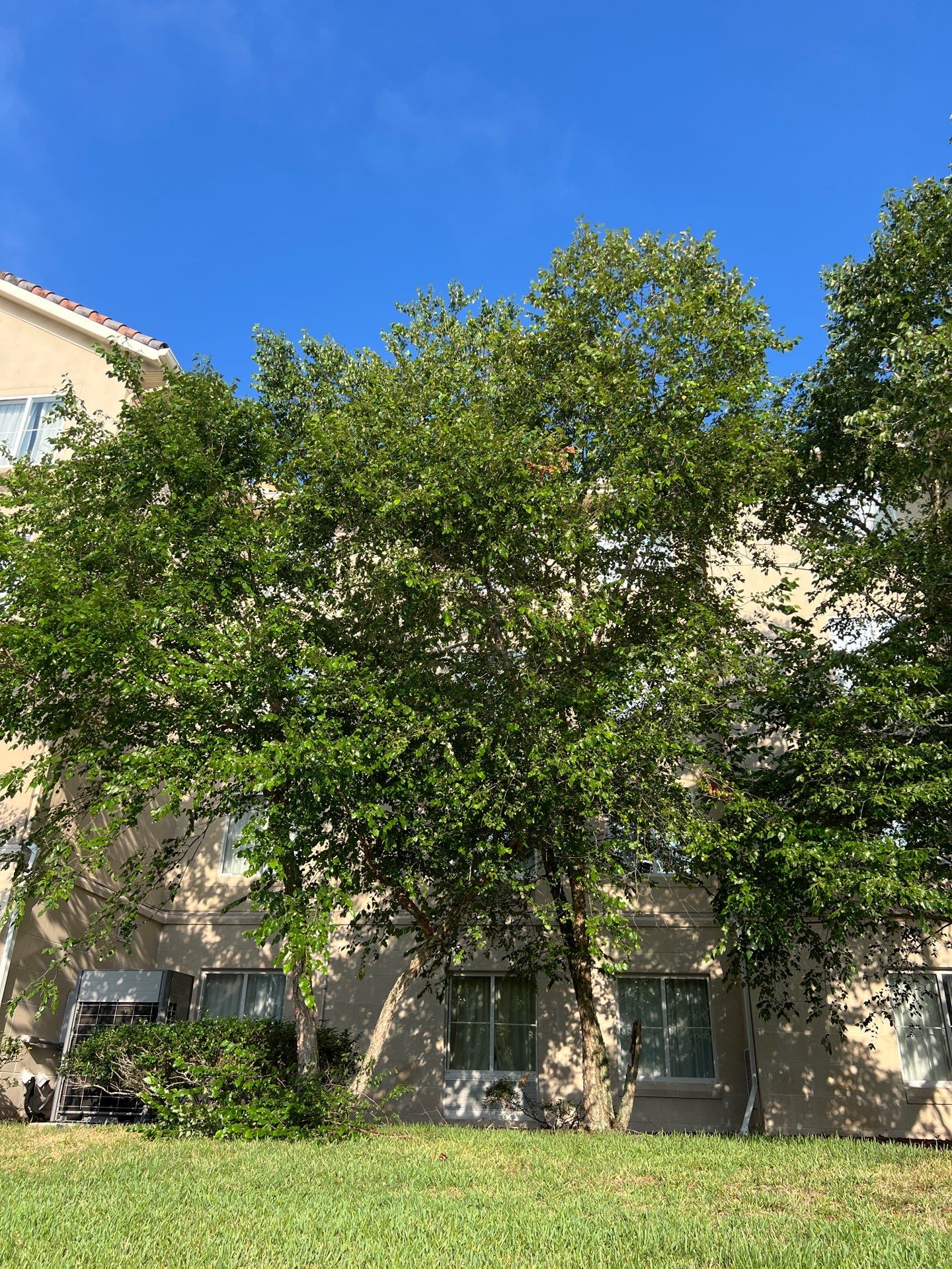 Homewood Suites | Tree Service by ProGreen Services