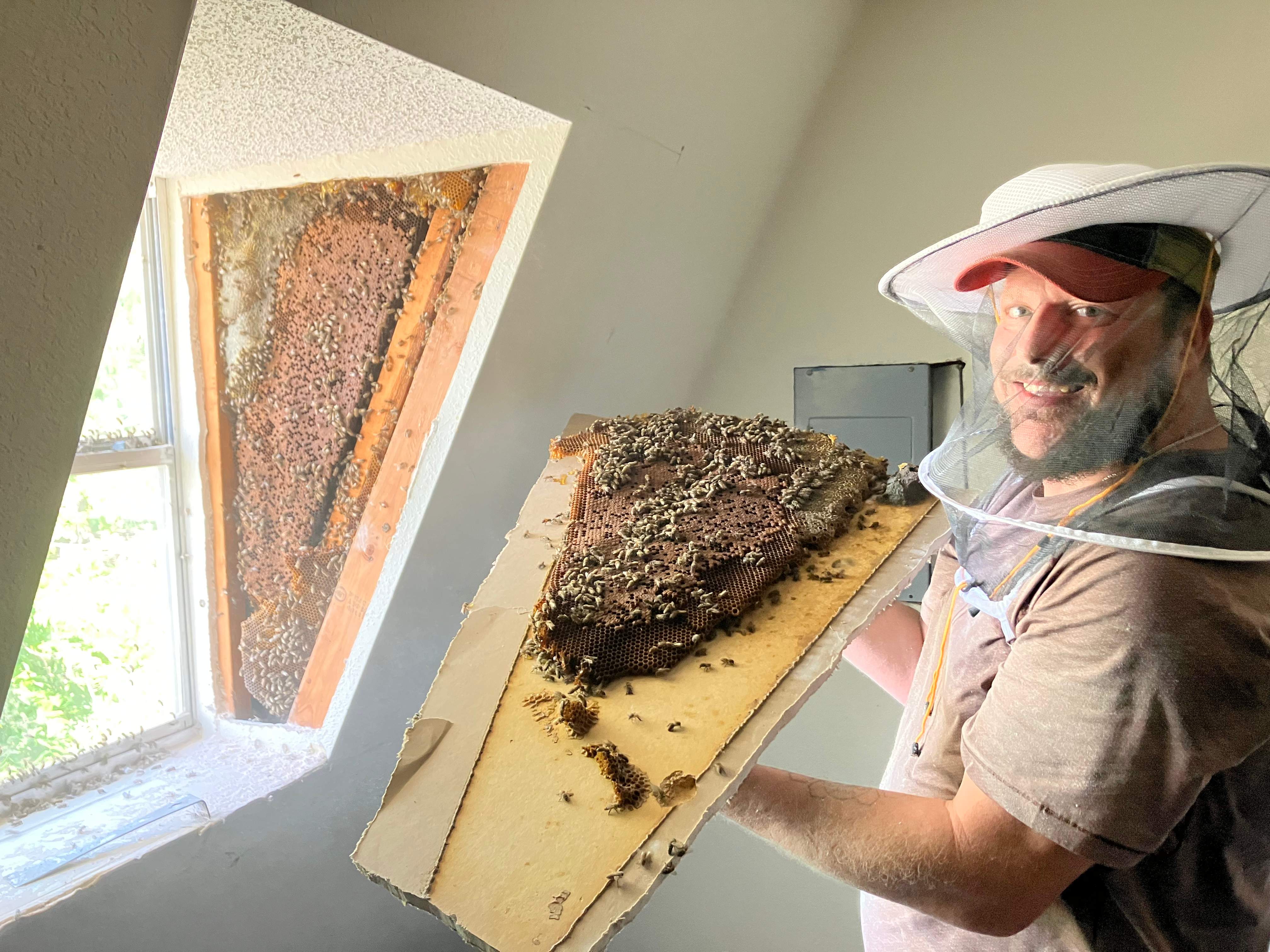 Sheetrock Bees by Rockwall Honey Bee Company
