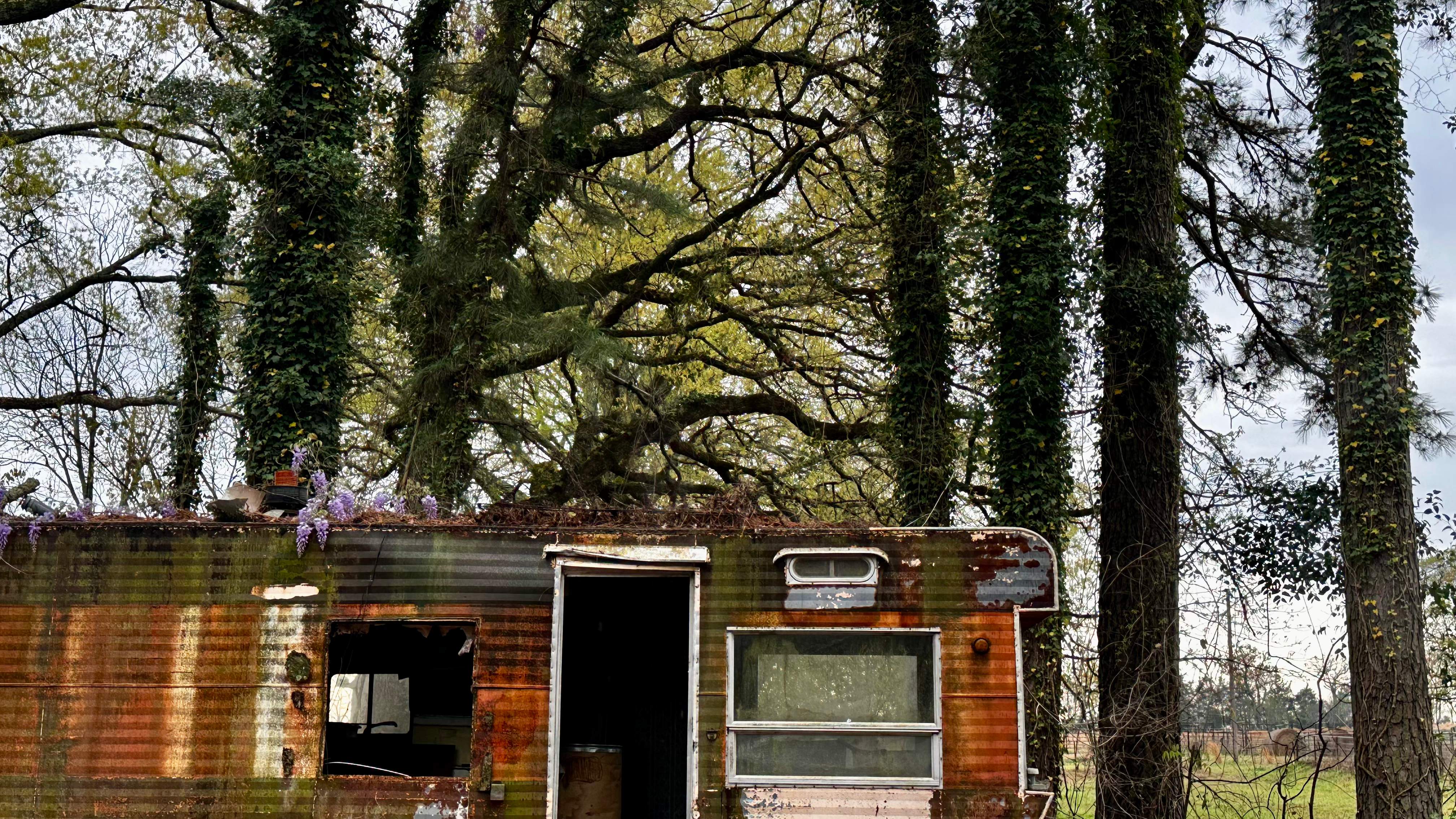BeeGirl ETX HQ by Rockwall Honey Bee Company