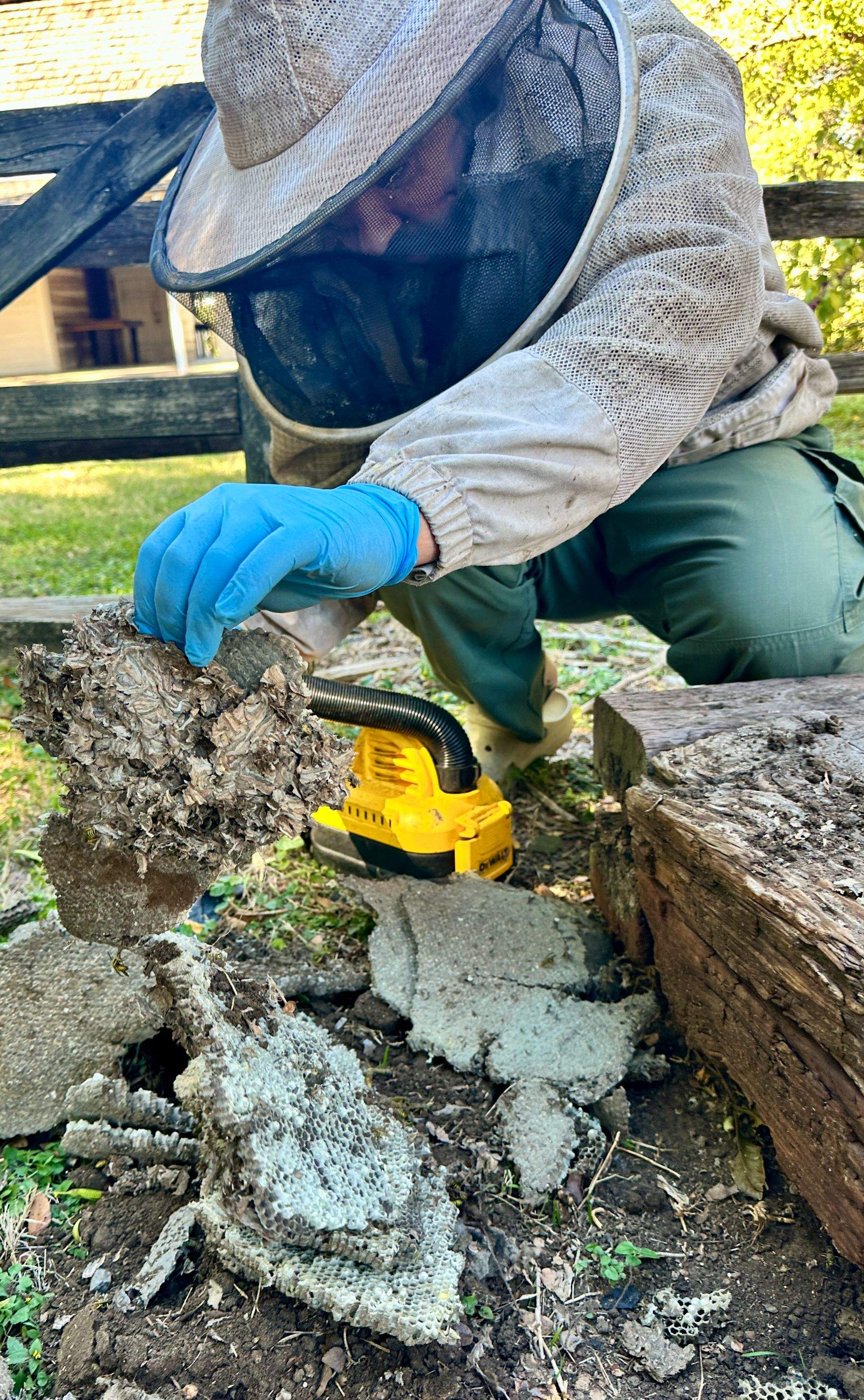 Yellowjackets at City Park by Rockwall Honey Bee Company