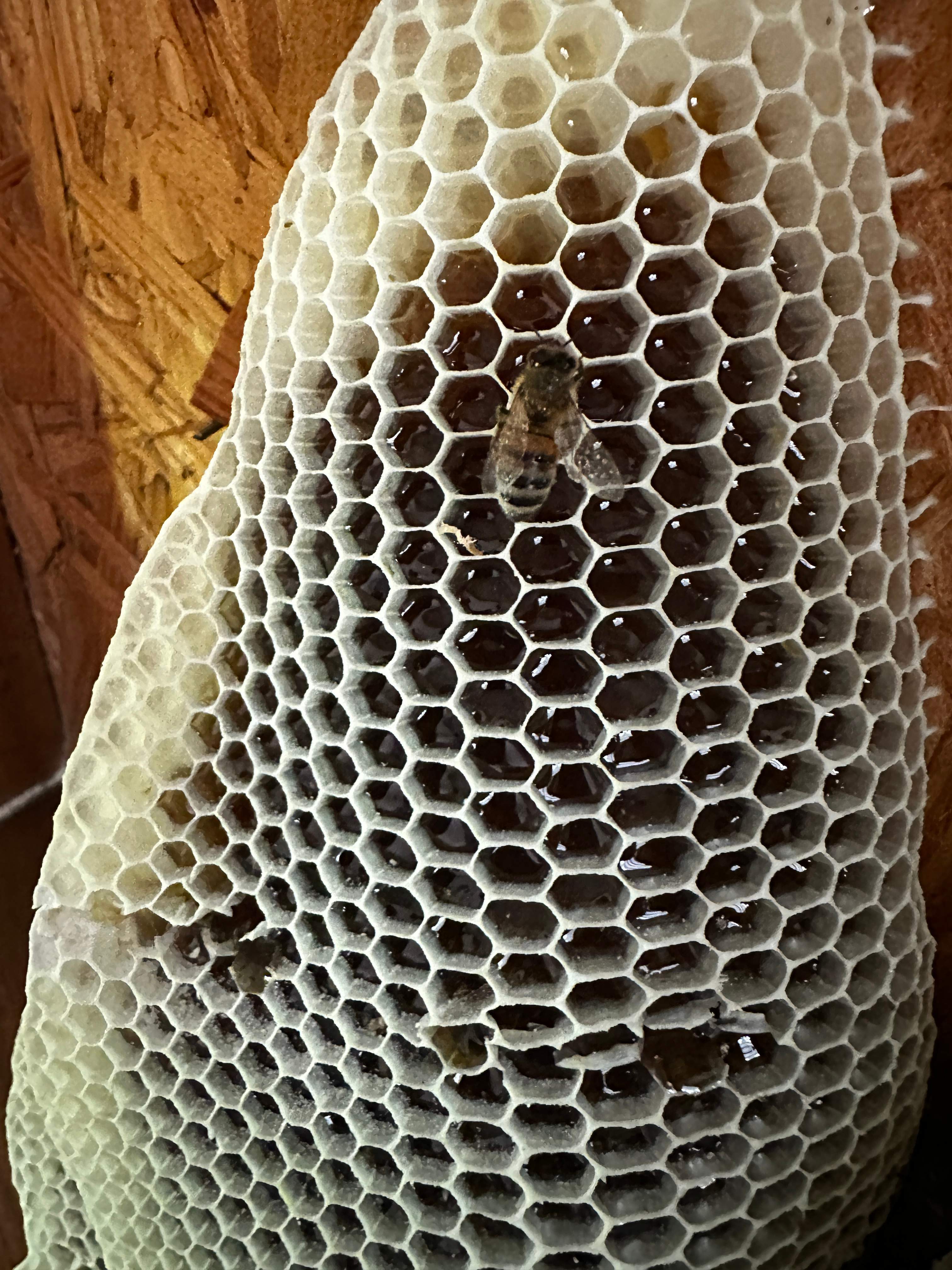Beautiful Fresh Comb by Rockwall Honey Bee Company