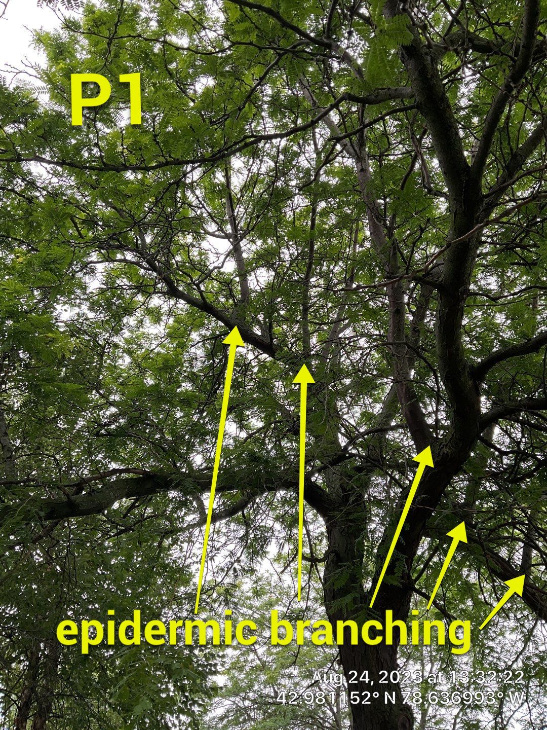 Tree Removal and Pruning by Treeman Tom LLC
