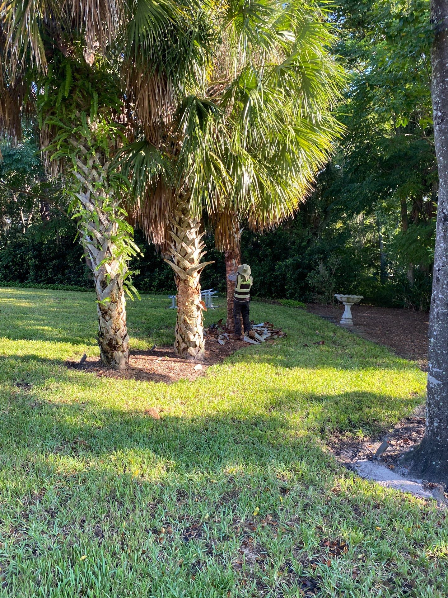 Deerwood Residence | Palm Tree Trimming by ProGreen Services