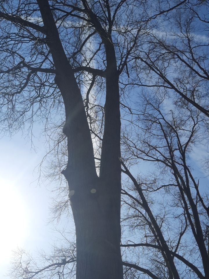 Tree Trimming using Tree Pruing by Mike Jones & Sons Tree Service LLC 