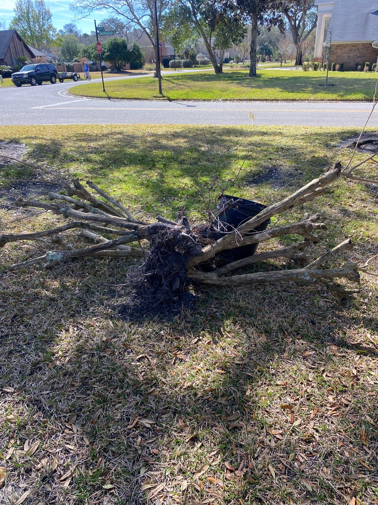 Deerwood Resident | Tree Removal & Install by ProGreen Services