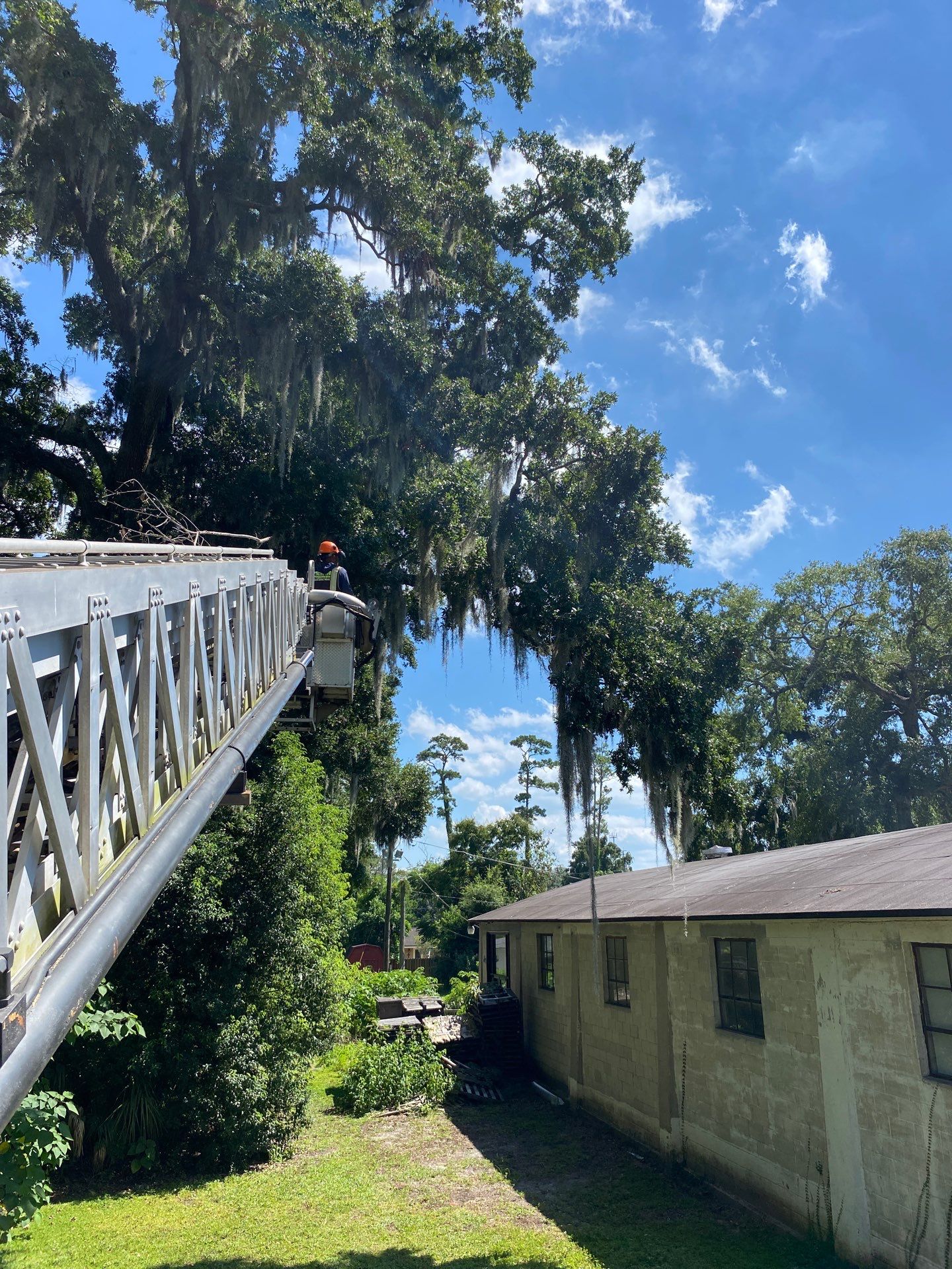 Commercial Property | Clean Up & Tree Removal by ProGreen Services