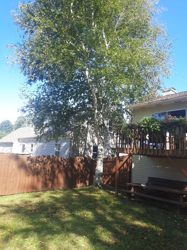 Tree Removal using Tree Removal by Mike Jones & Sons Tree Service LLC 