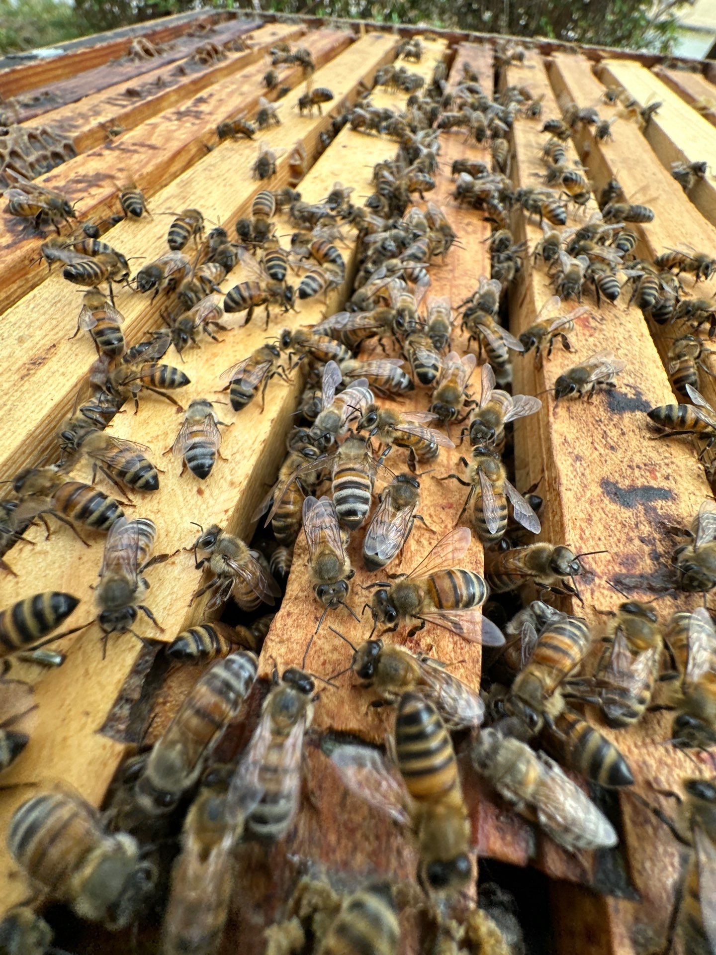 Corp. Greenspace, Frisco by Rockwall Honey Bee Company