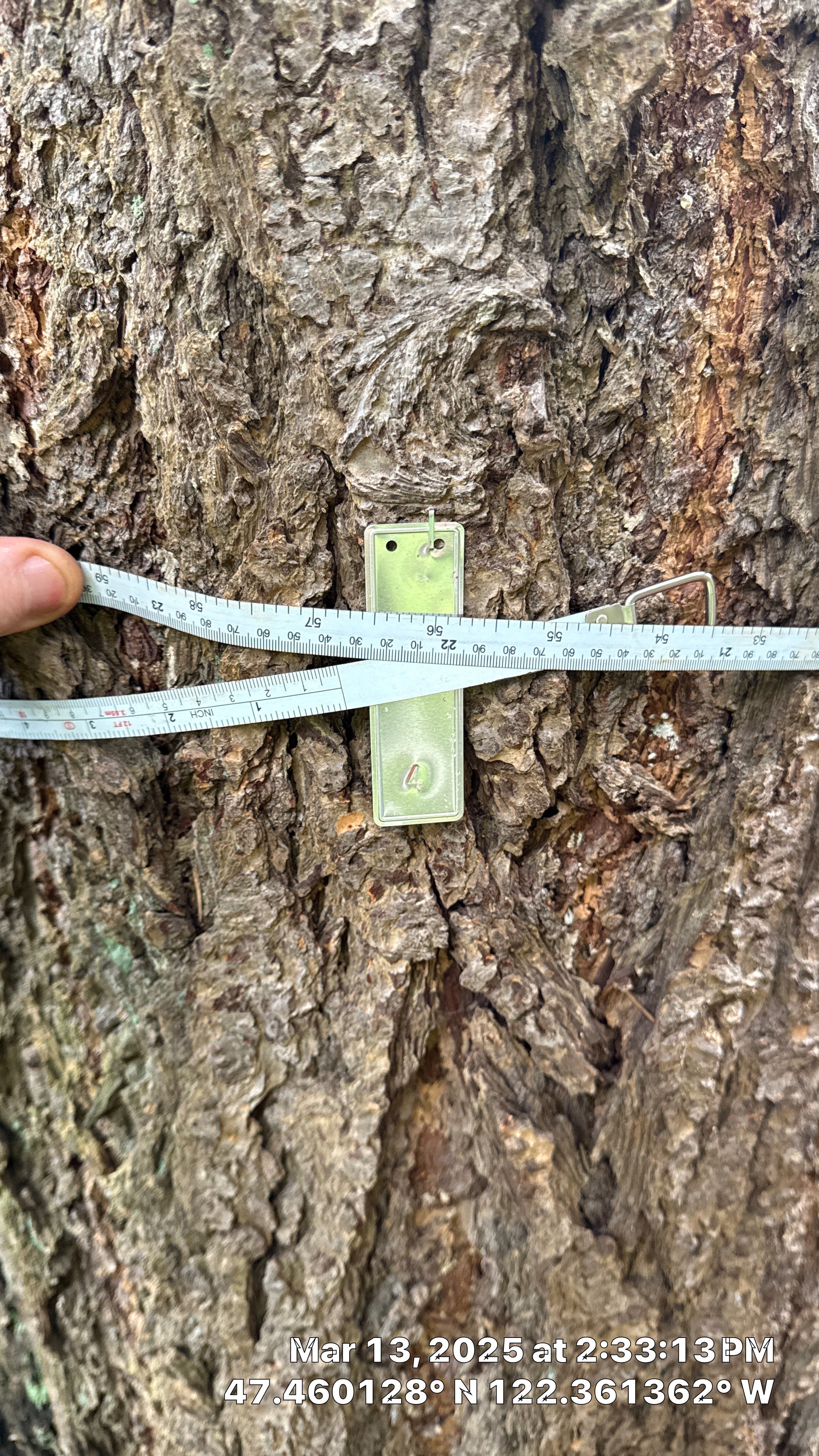 π Arborist Reporting & Tree Surveying β Code Compliance Project by Sound Tree Care LLC