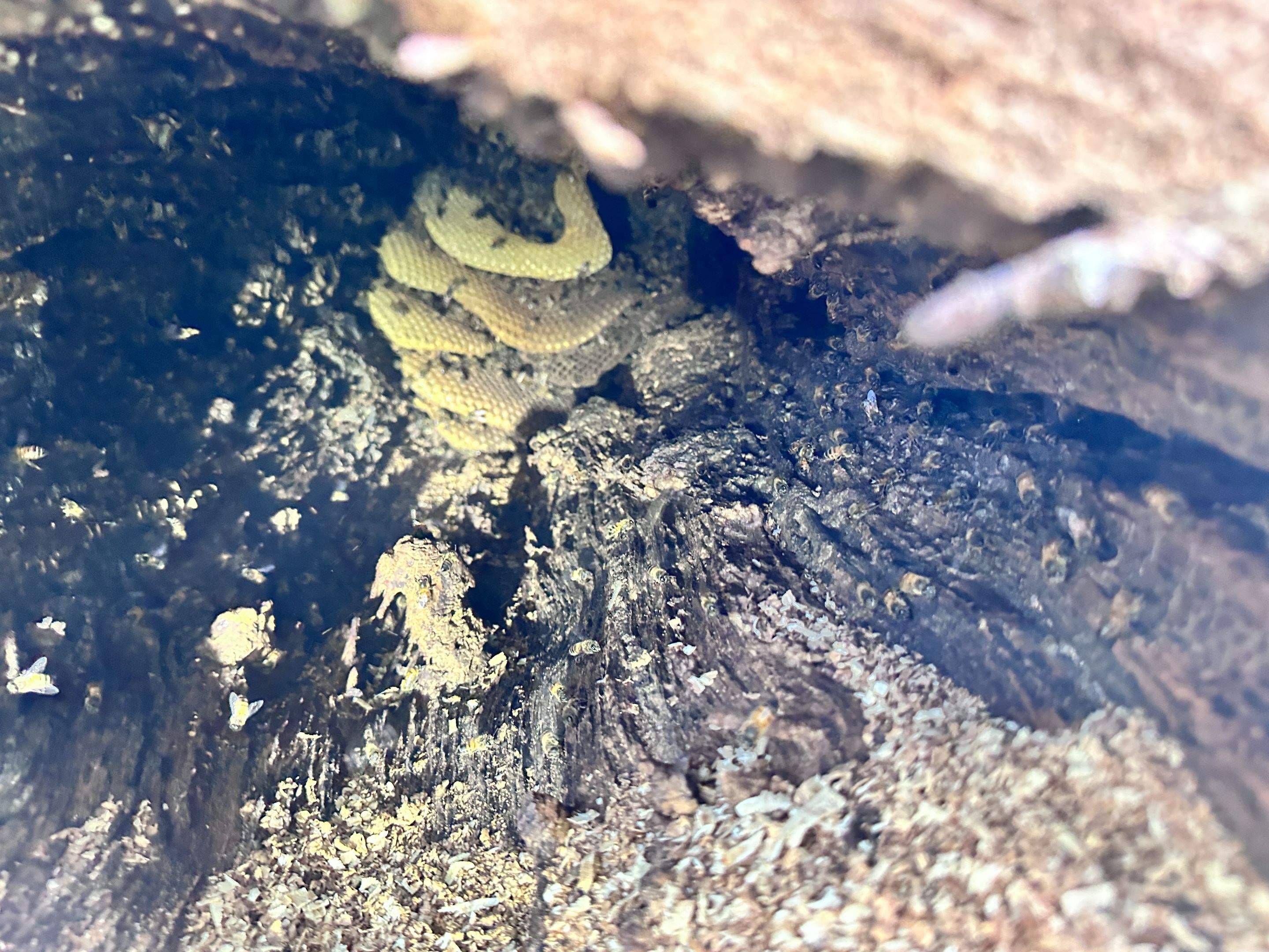 Wina-tree-go by Rockwall Honey Bee Company