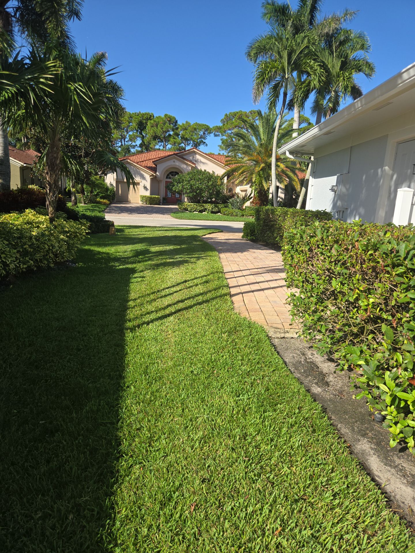 Palm Cove Perfection – Where Every Frond Tells a Story by Alpha Zeta Enterprises Inc