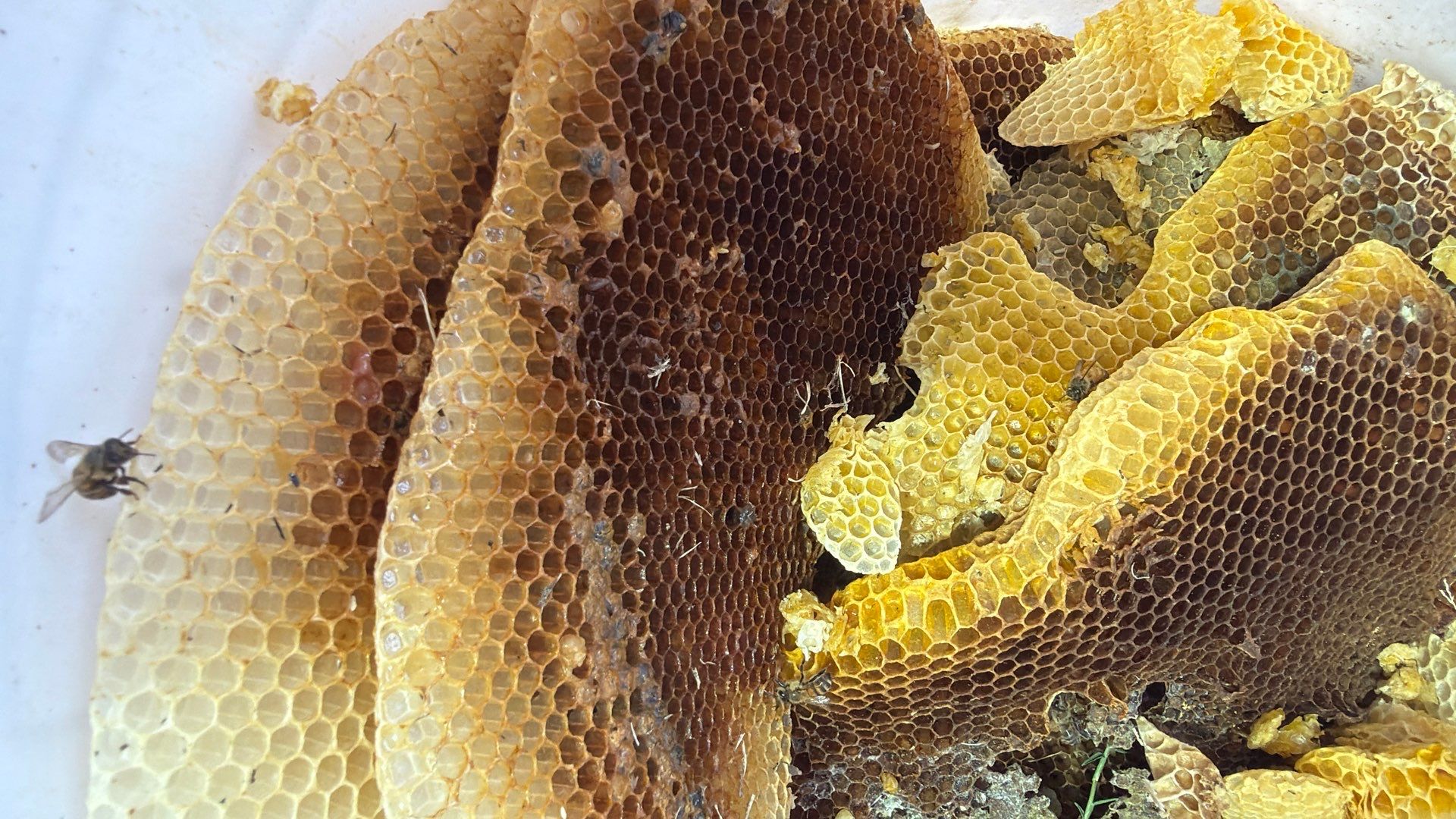 A Rocky Road Ahead by Rockwall Honey Bee Company