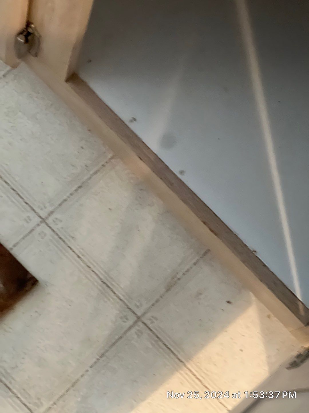 Mold Remediation Palmetto by Ampm Restoration Services 