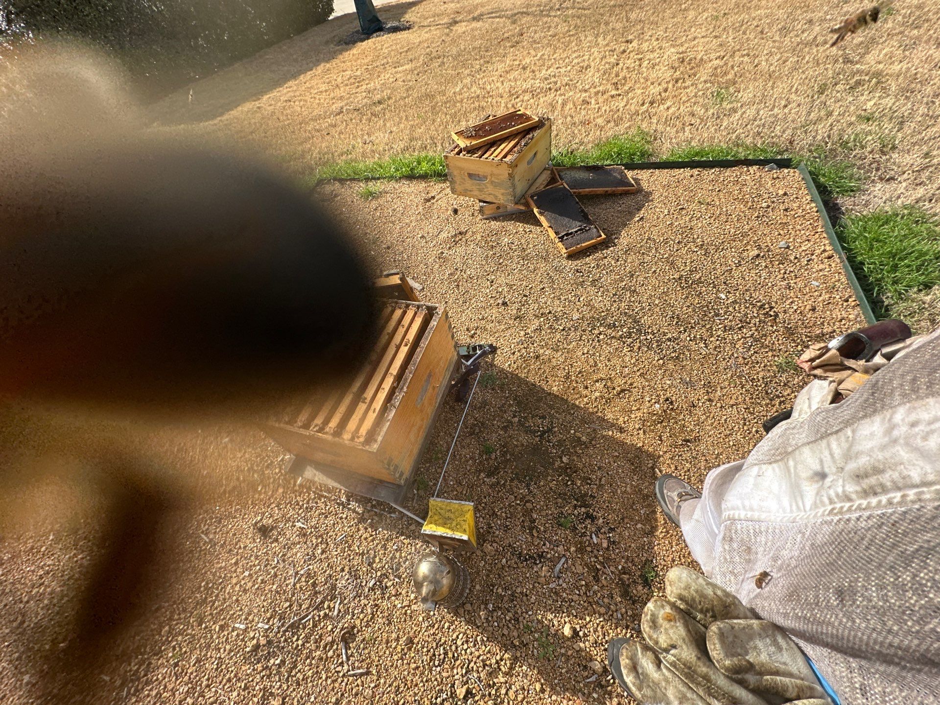 Richdardson Corporate Bees by Rockwall Honey Bee Company