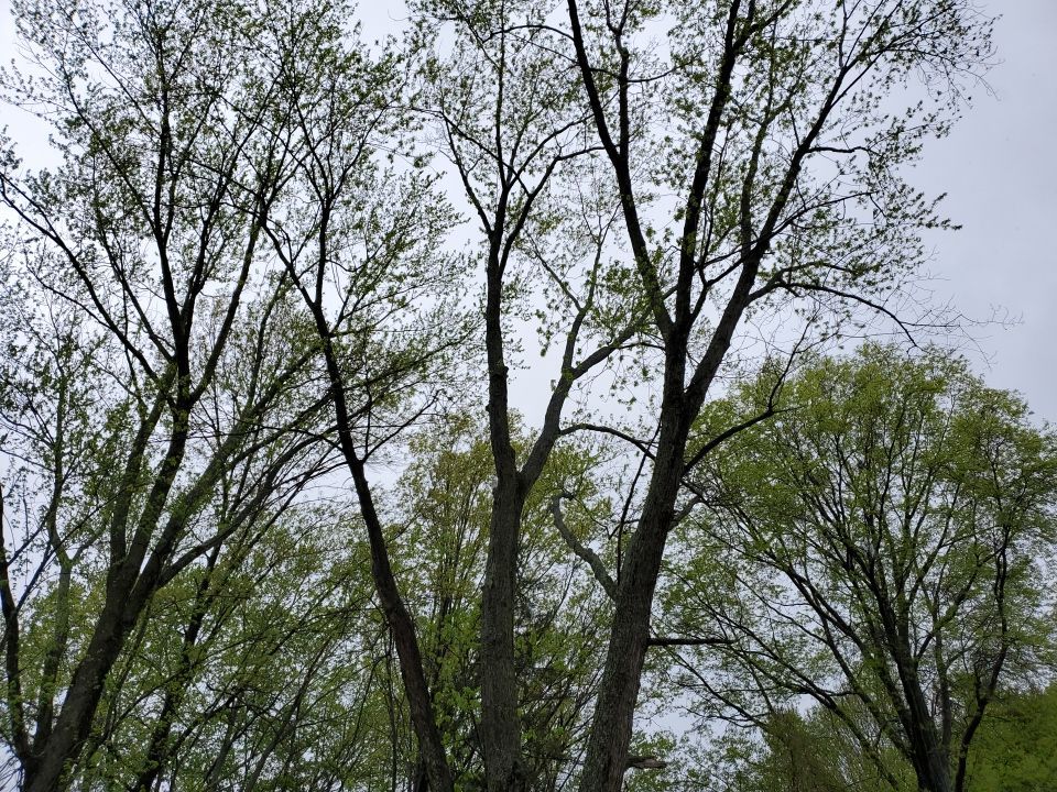 Tree Removal using Tree Removal by Mike Jones & Sons Tree Service LLC 