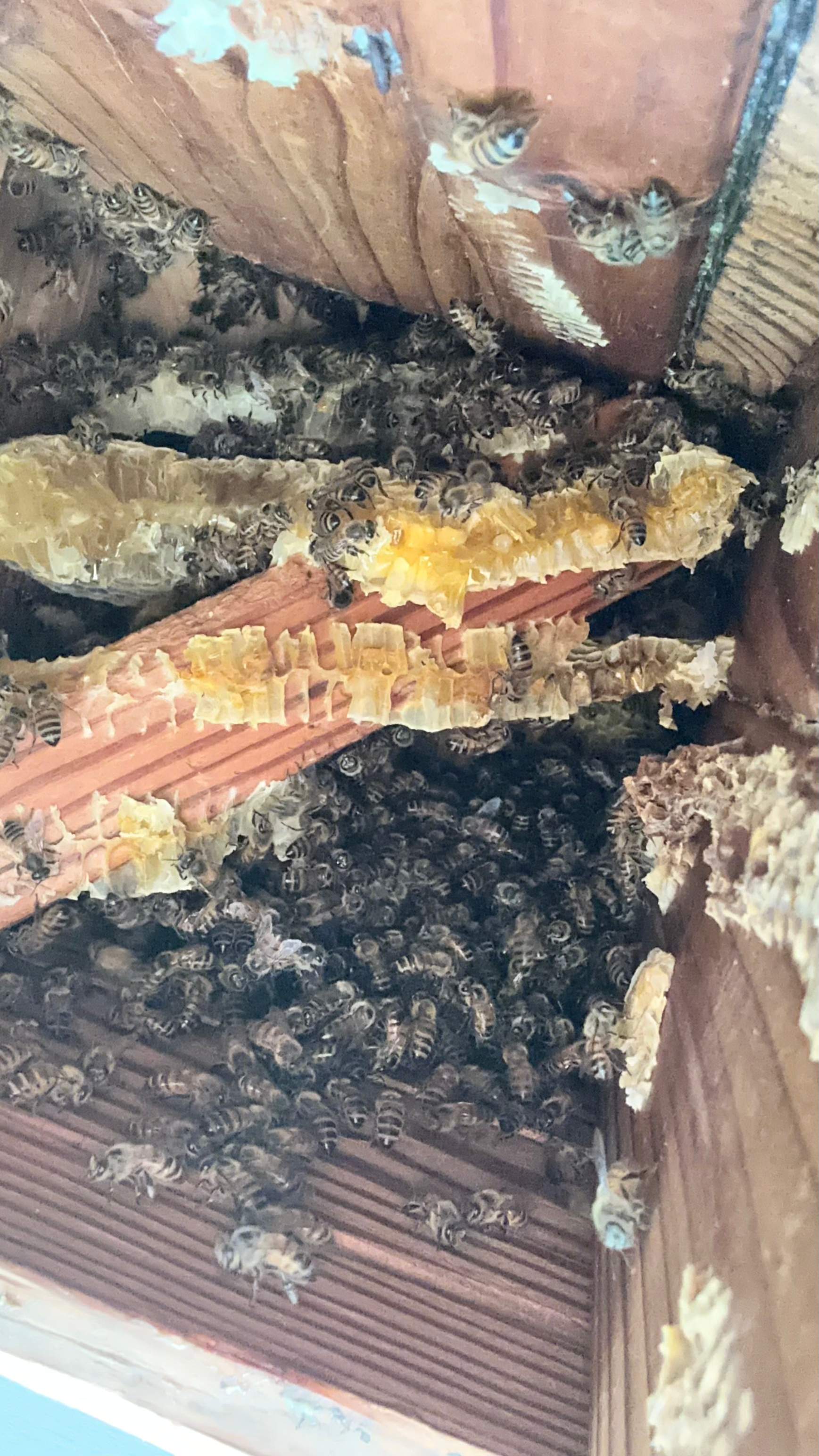 Unsealed Attic by Rockwall Honey Bee Company