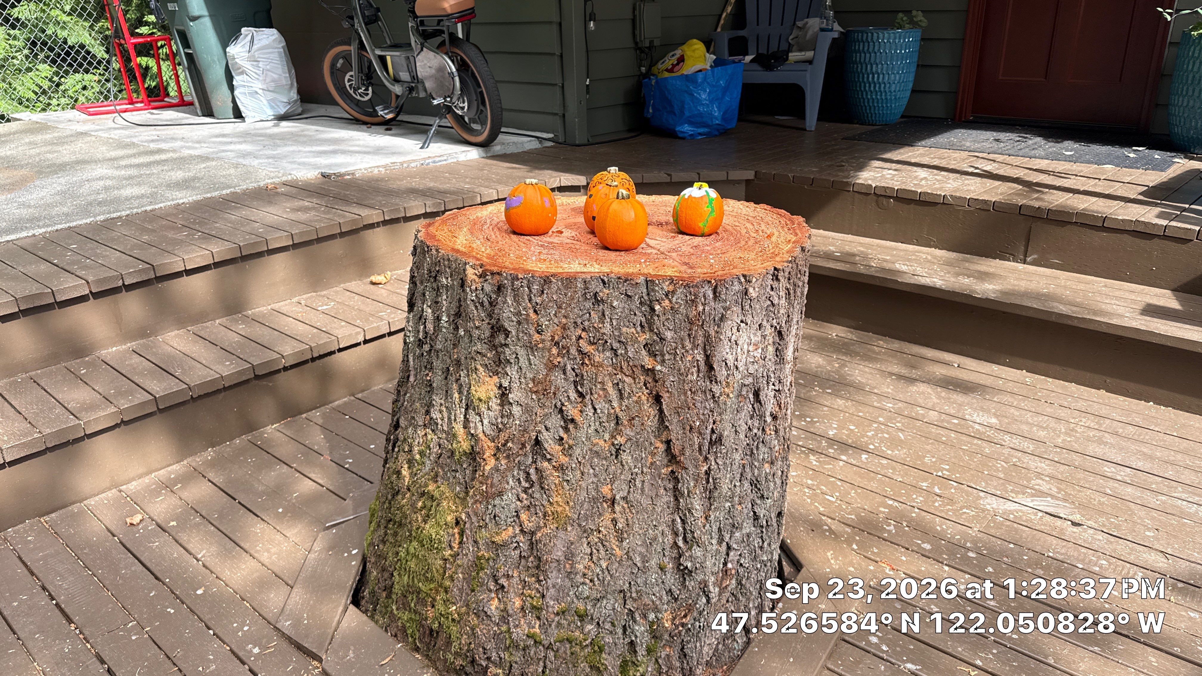 Issaquah Fir and Cedar Removal Near Power Lines and Deck by Sound Tree Care LLC