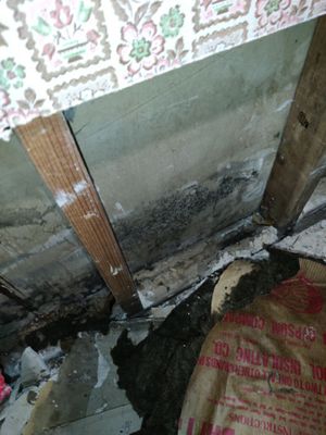 Mold Remediation in Basement