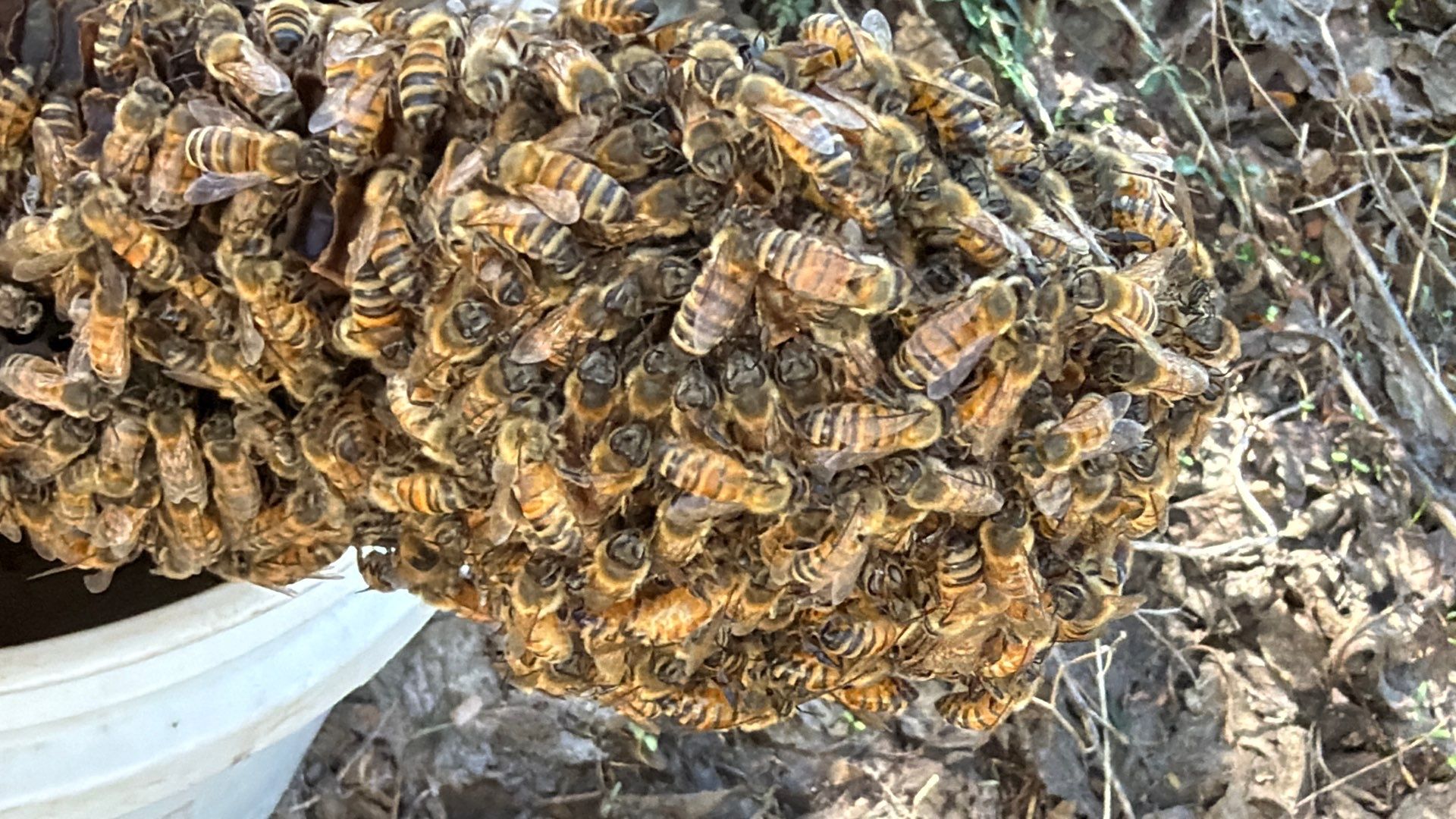 Abandoned House of Bees by Rockwall Honey Bee Company