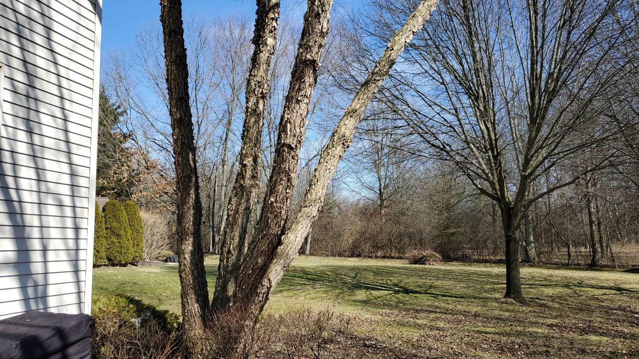 Tree Removal using Tree Removal by Mike Jones & Sons Tree Service LLC 