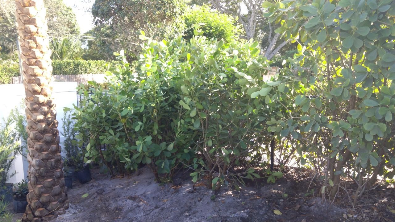 Hazard  by The Landscaping People