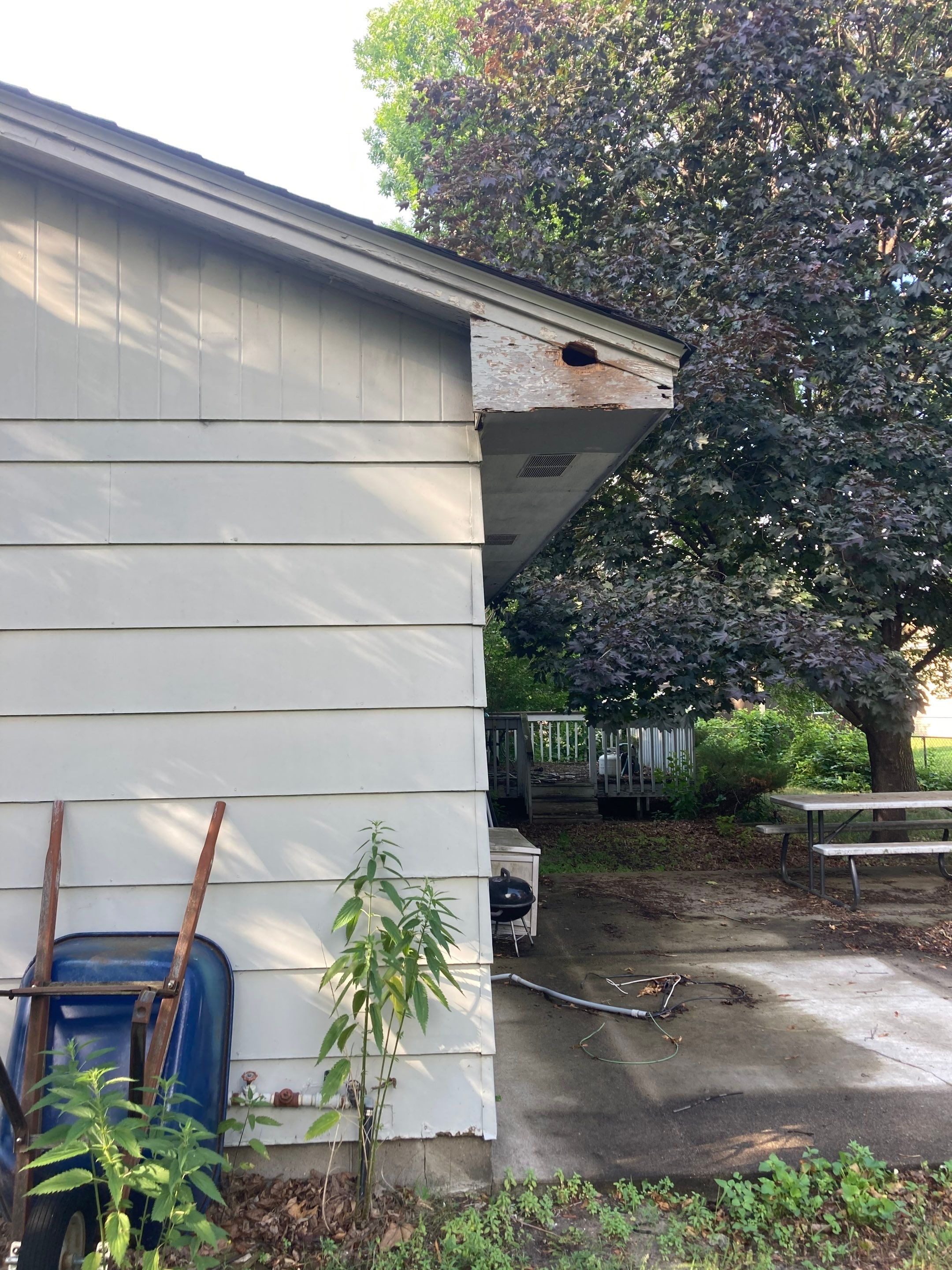 Soffit- End Squirrel entry by Abra Kadabra Pest And Wildlife 