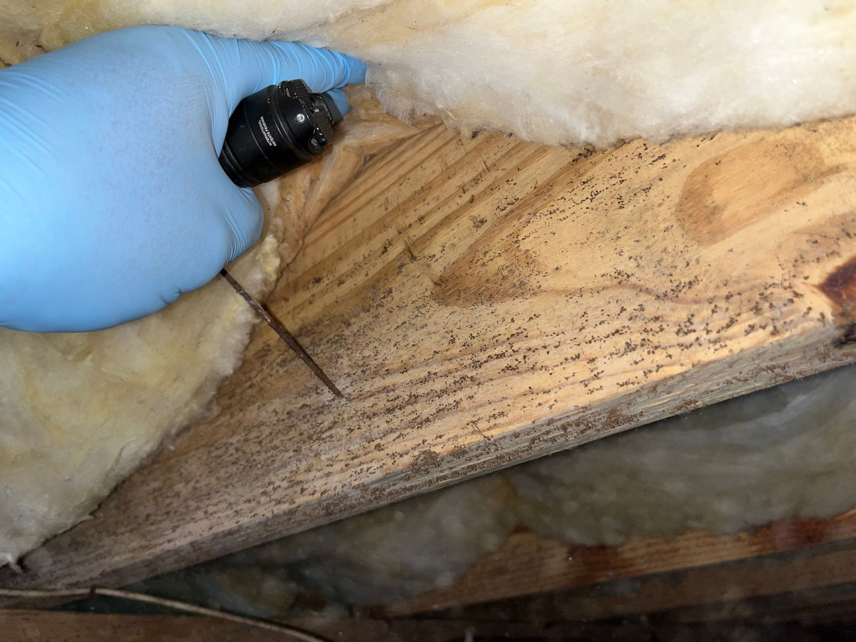 Impact Choice Encapsulation with French Drain, Mold Removal, and Crawlspace Door by Impact Crawlspace