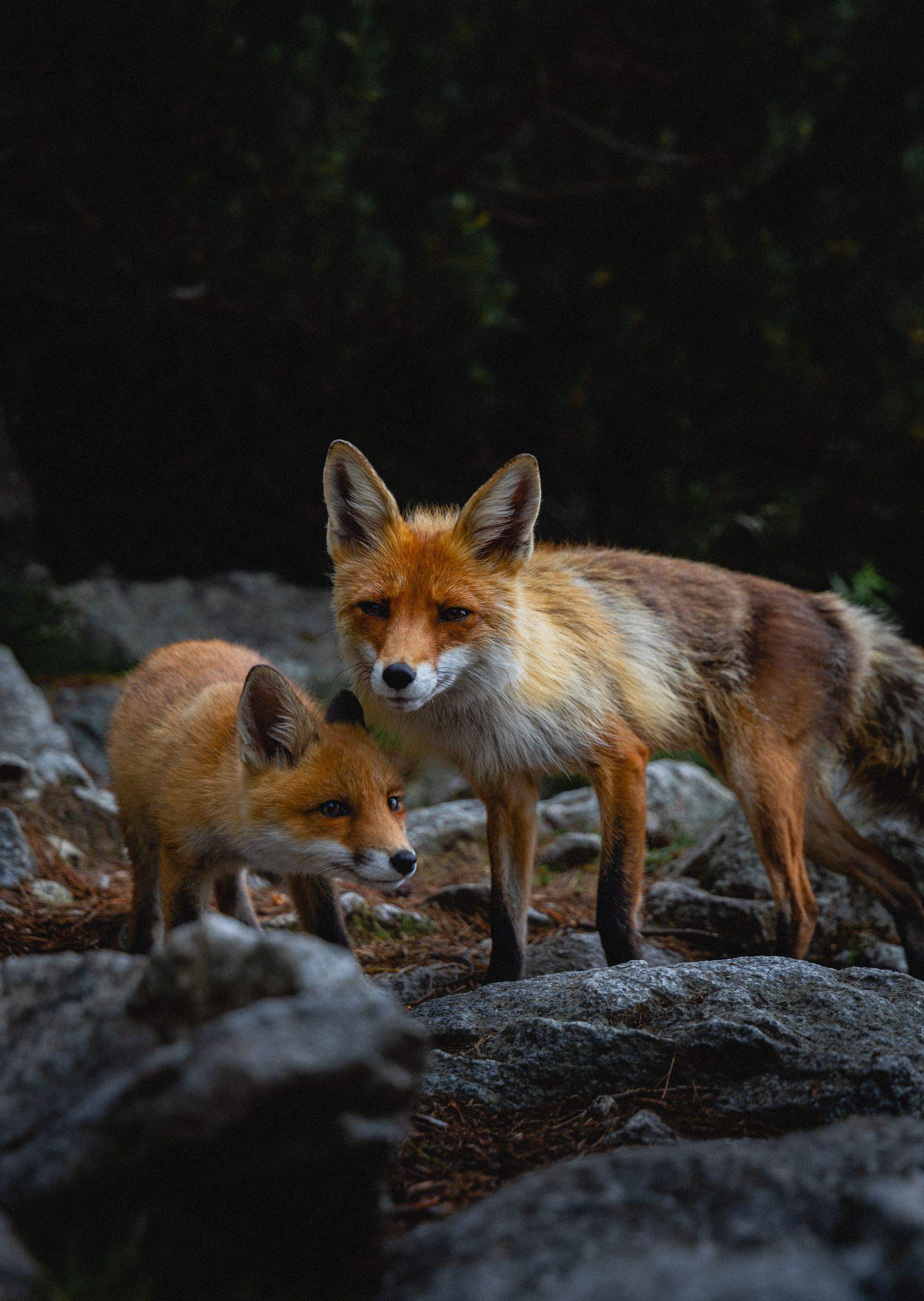 Animals using Ruby by CompanyCam