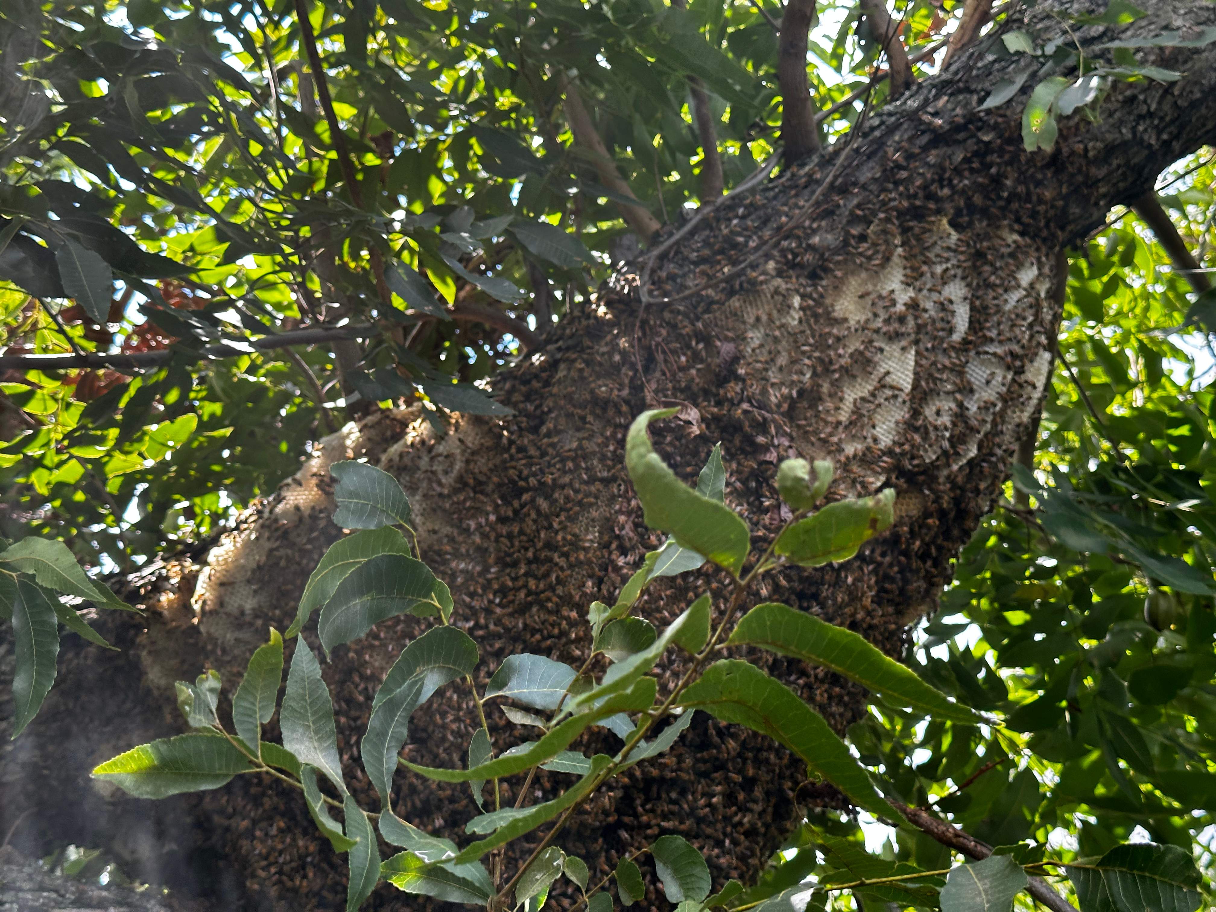 Open-Air Massive Colony by Rockwall Honey Bee Company