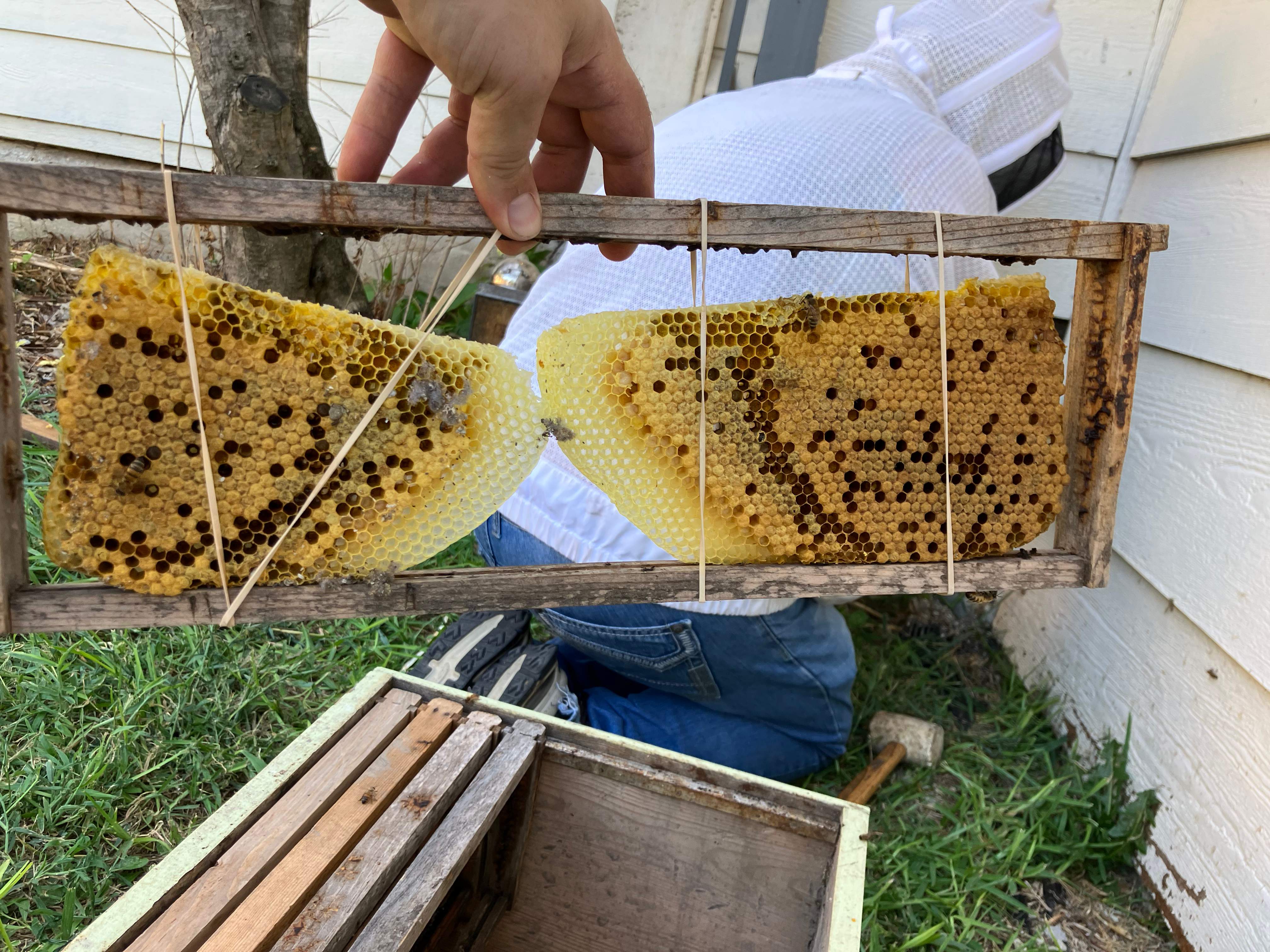 Bees Handled by Rockwall Honey Bee Company